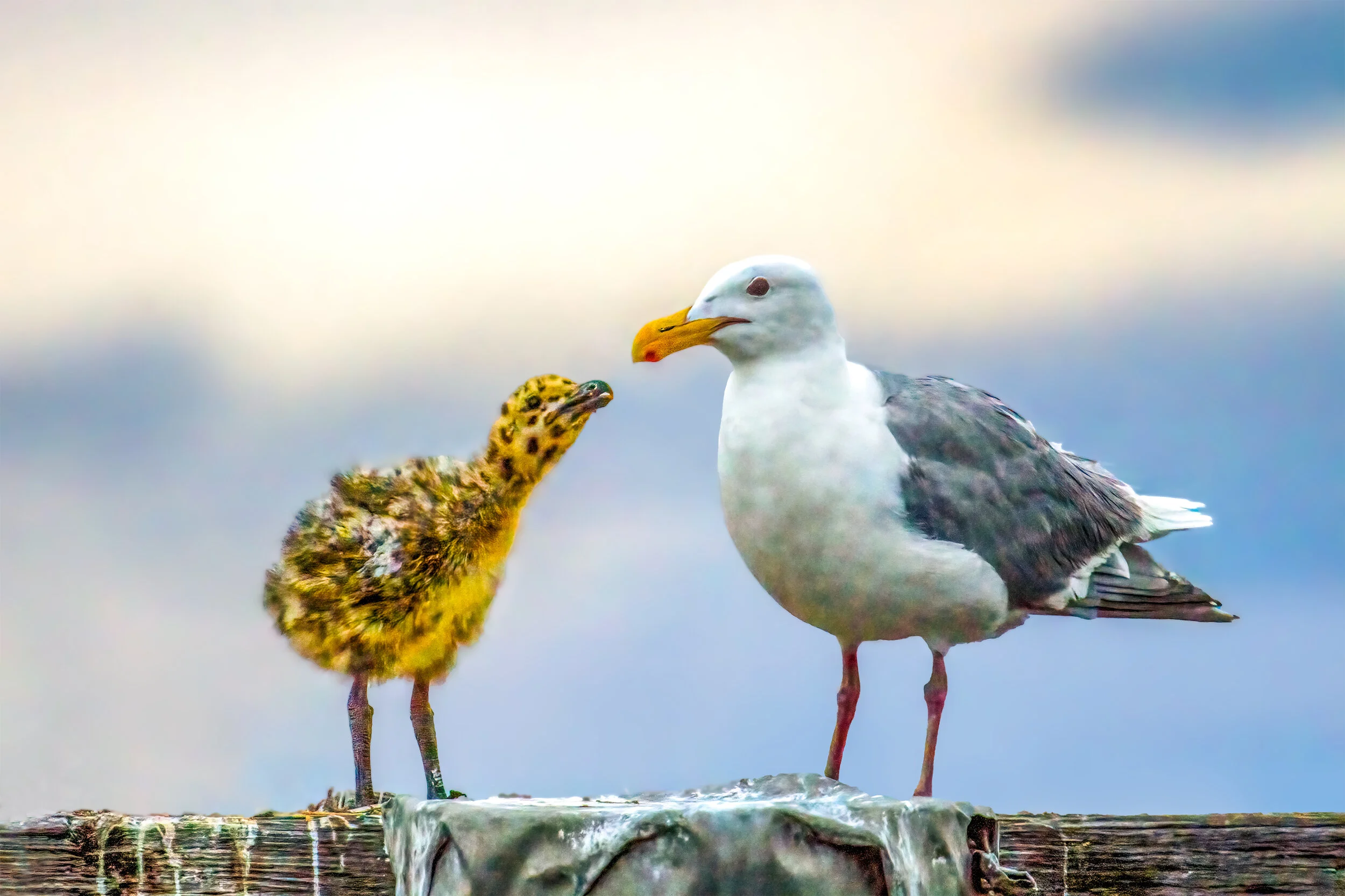 Offspring And Adult Gull