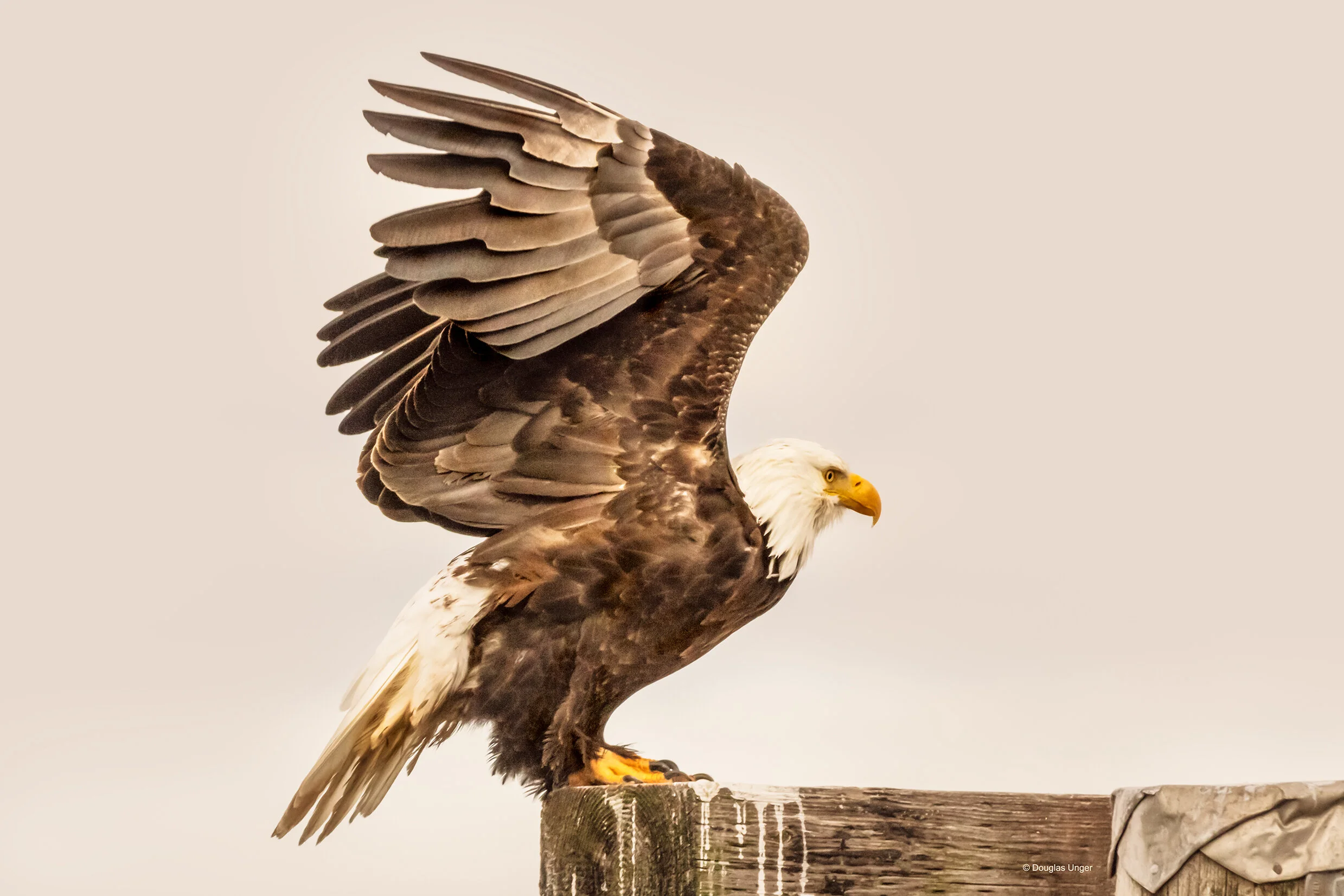 Ready To Fly
