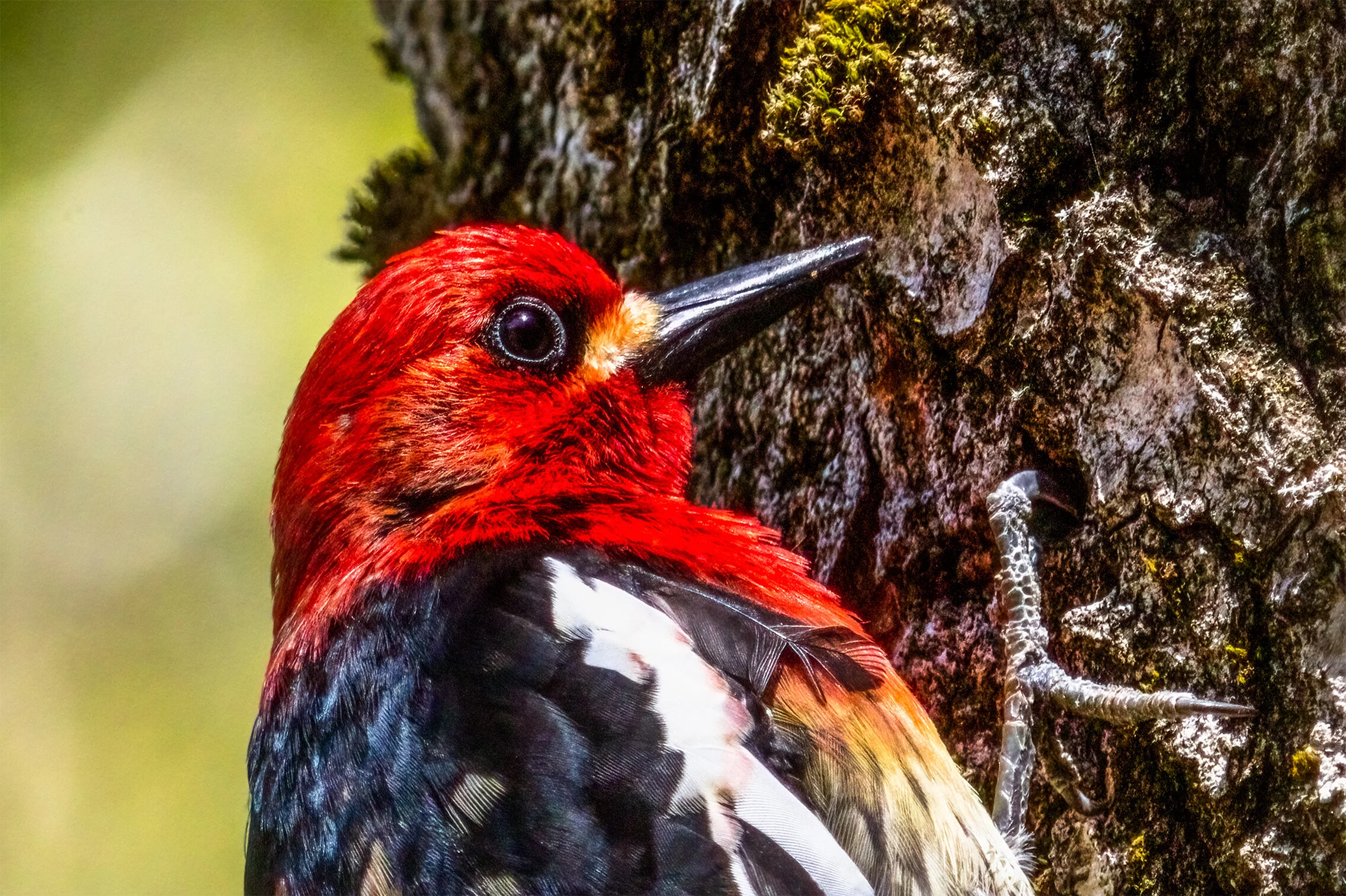 Red Headed