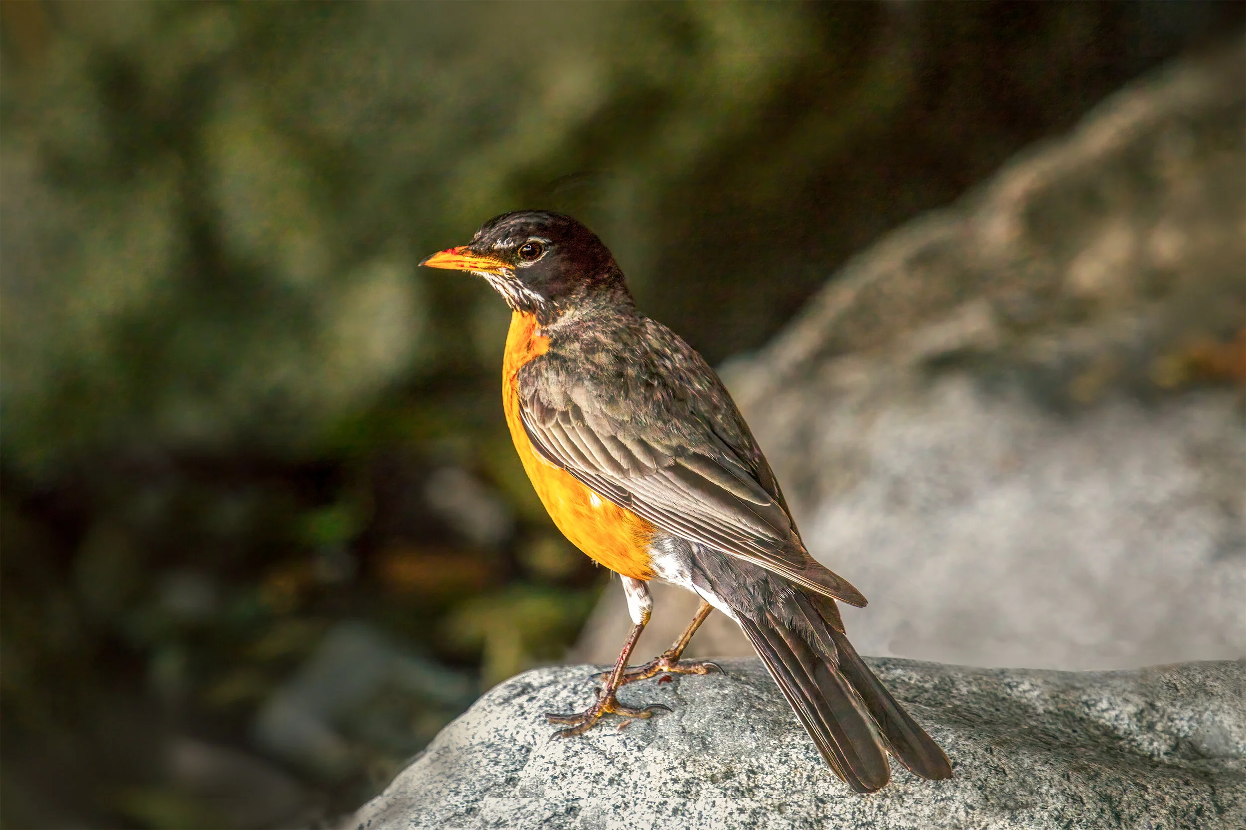 Robin On A Rock