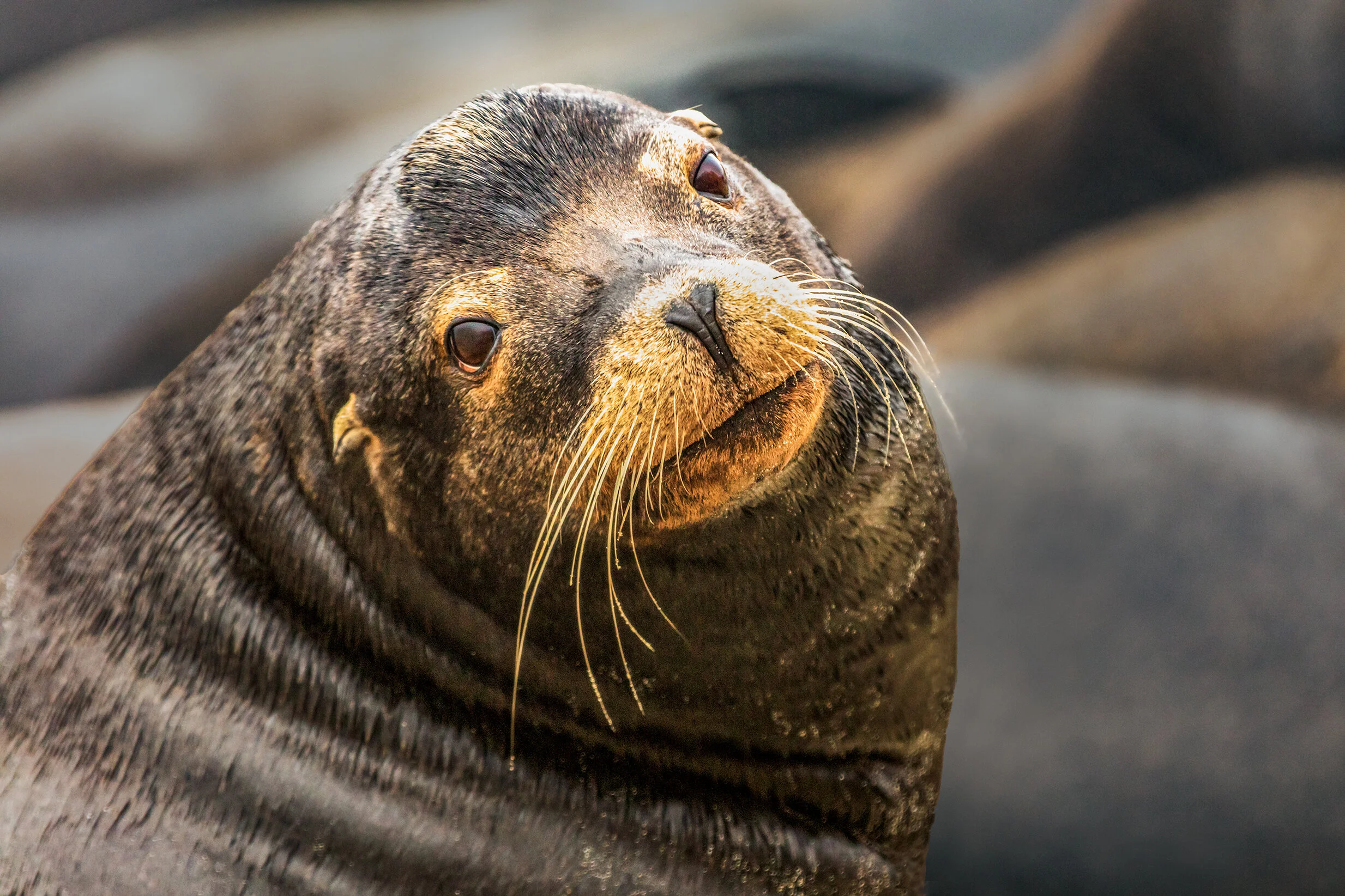 Sea Lion's Face
