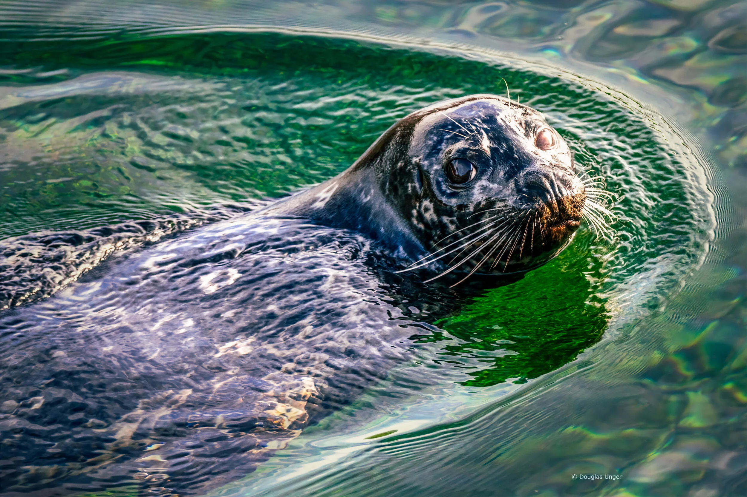 Seal Passing By