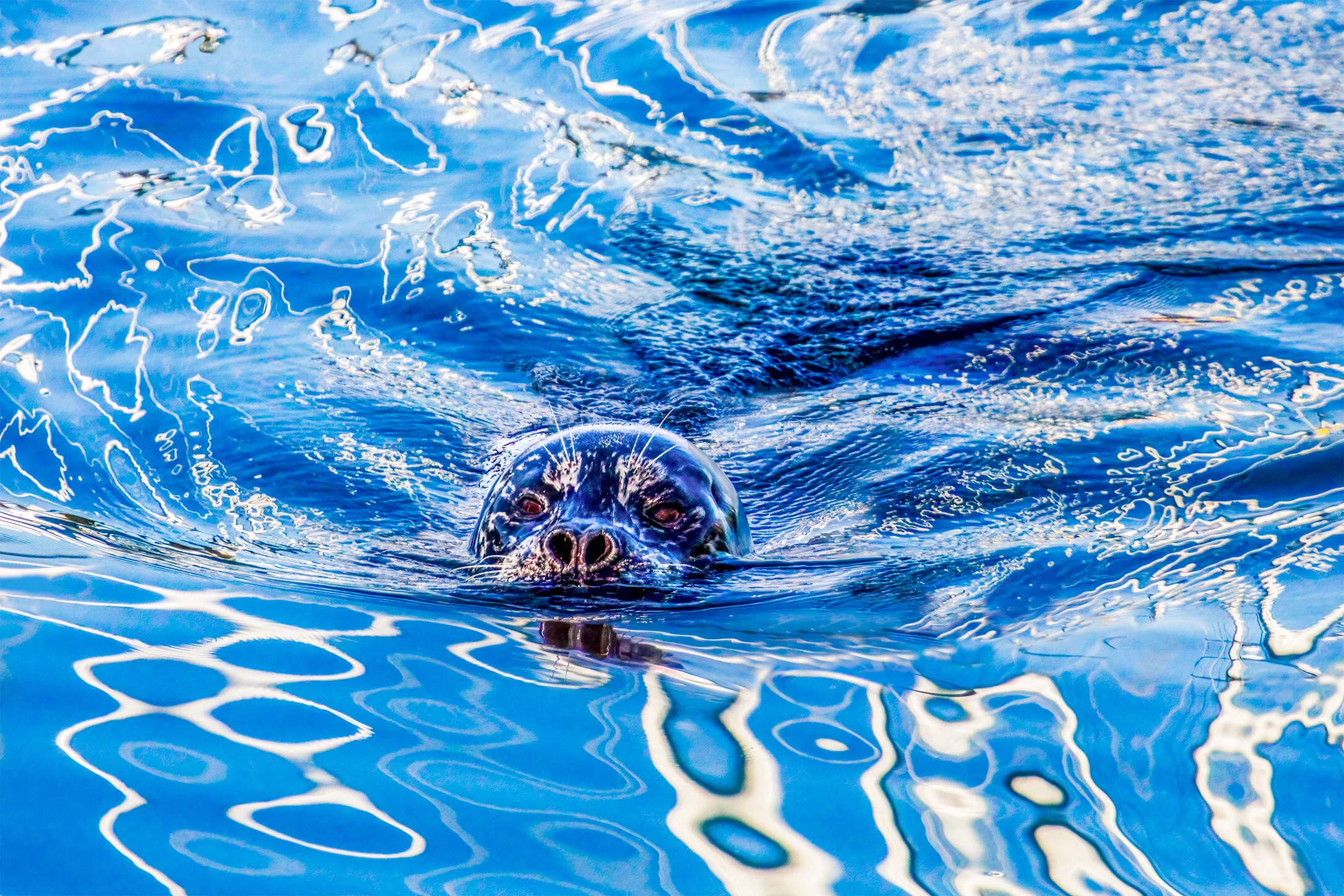 Seal Surrounded By Blue
