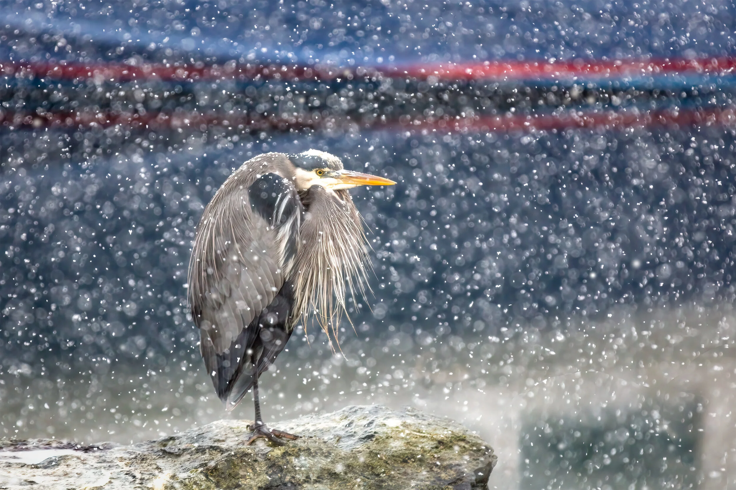 Snowing At The Harbour