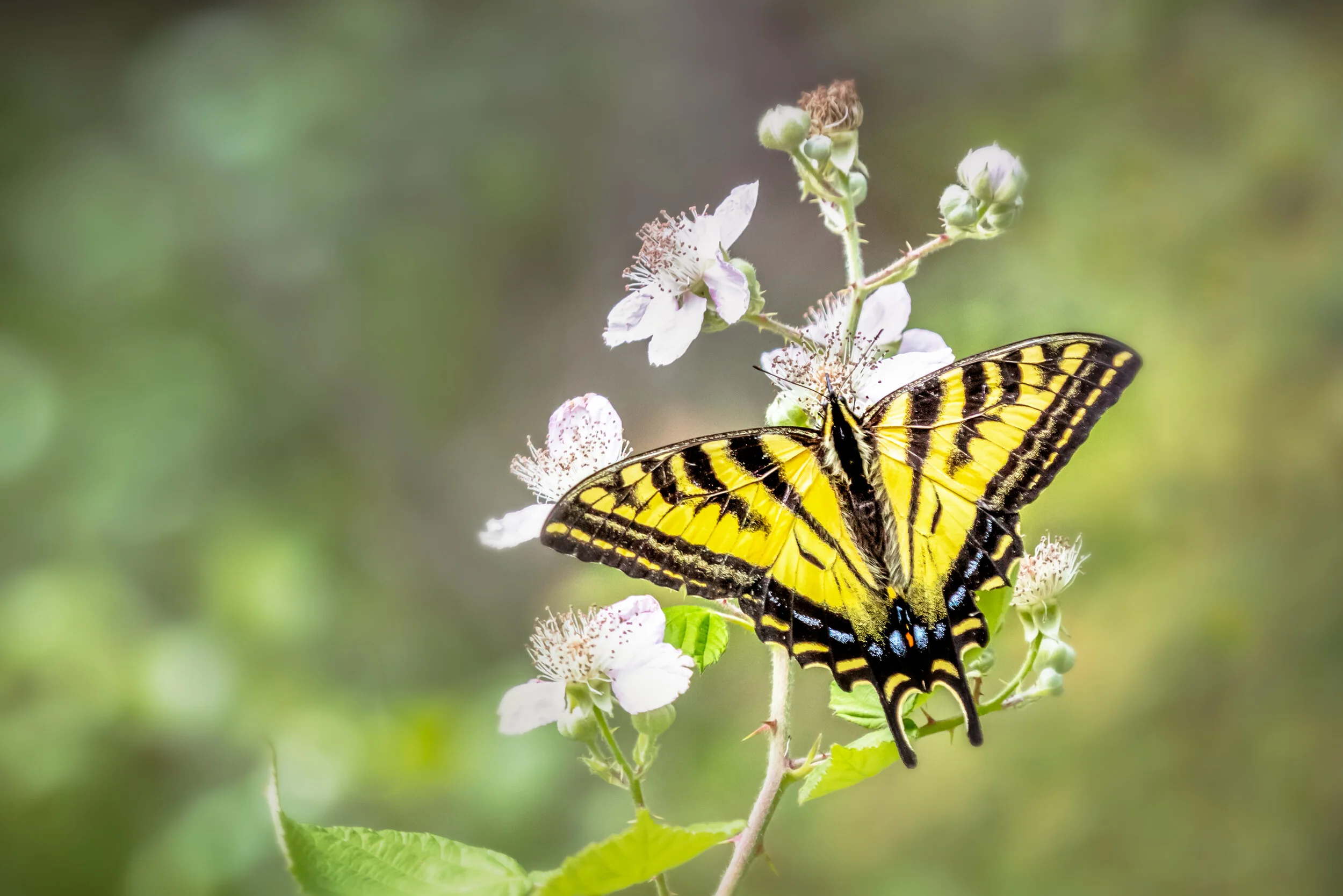 Swallowtail Butterfly