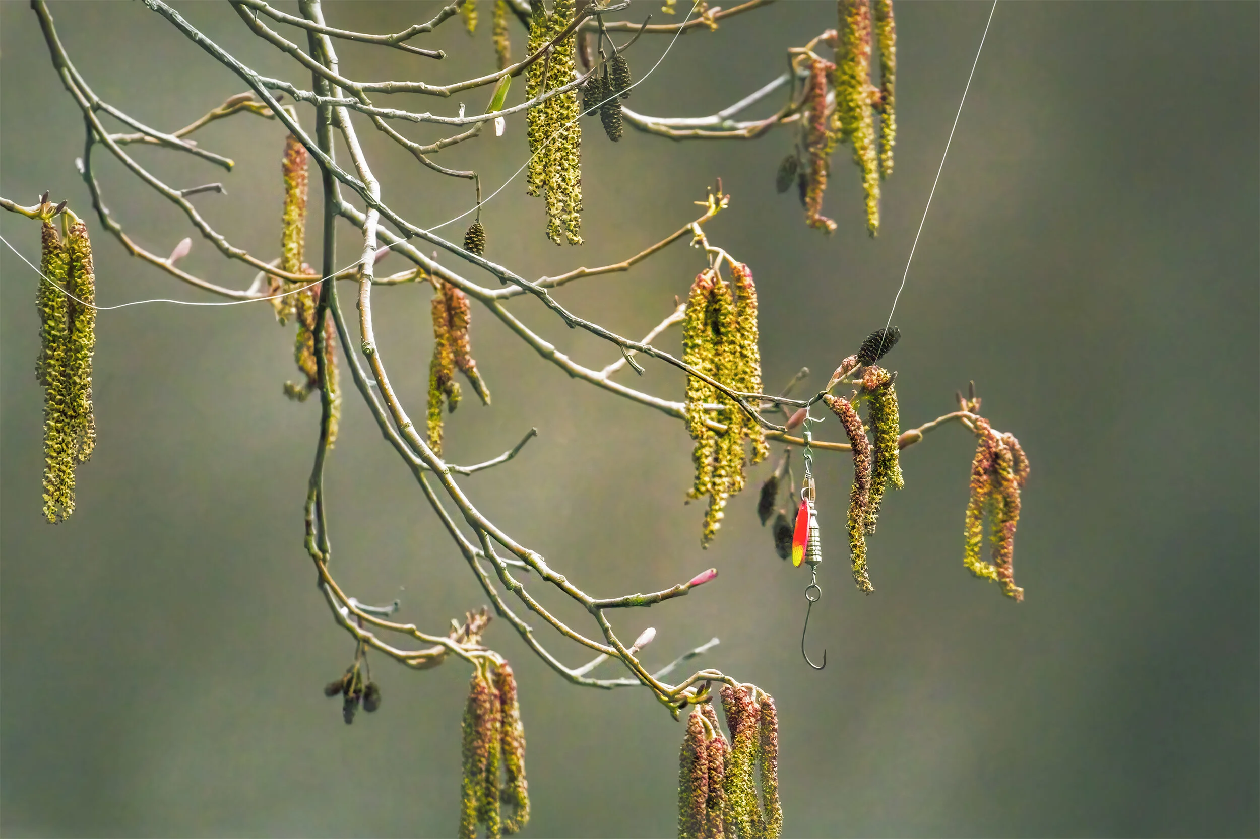 Tree Snag
