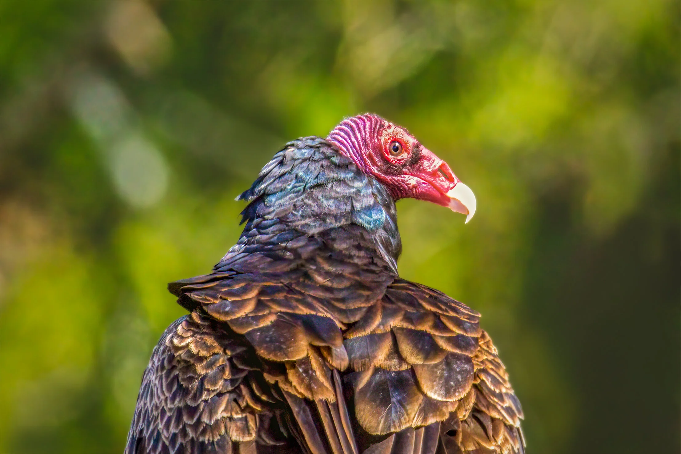 Turkey Vulture