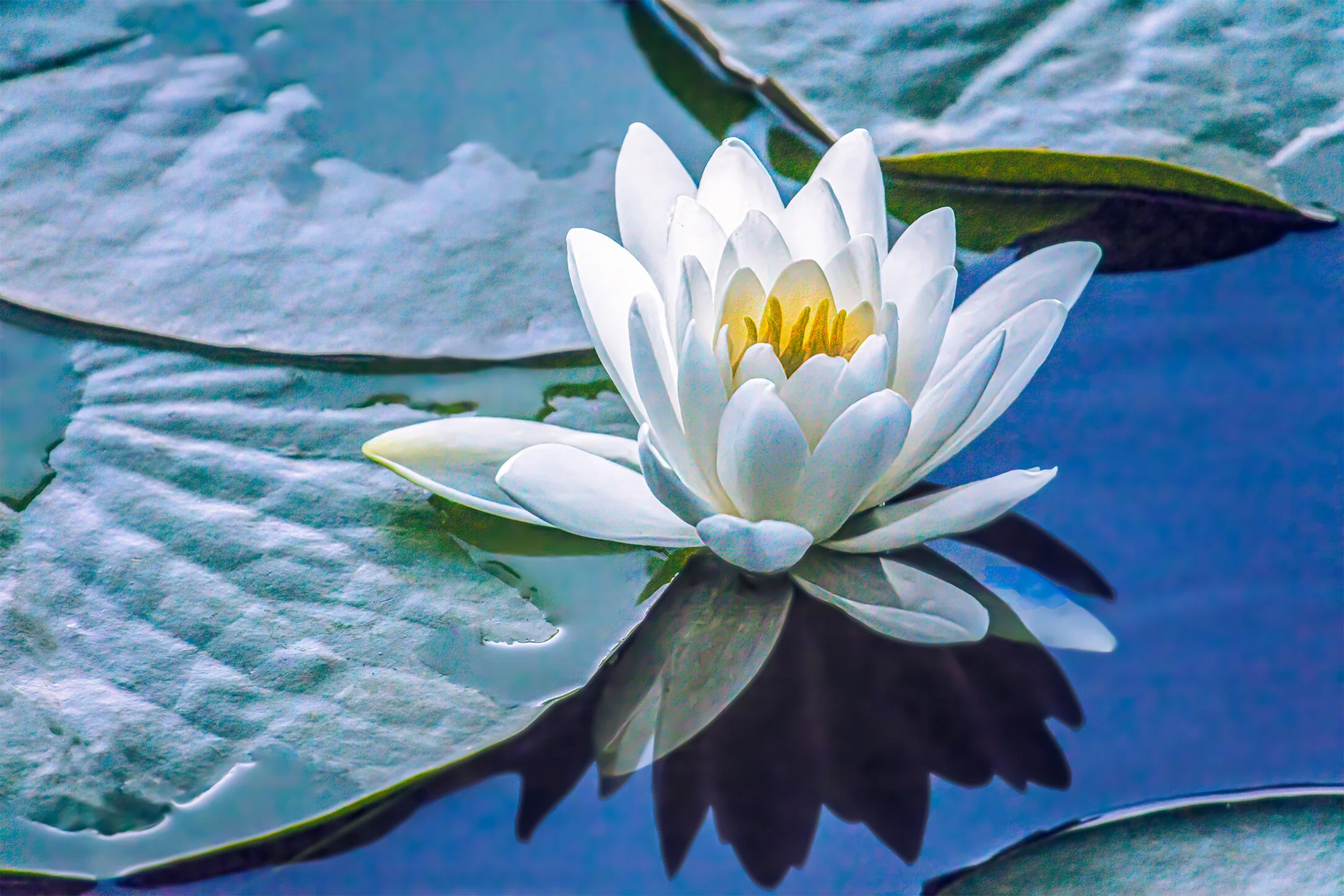Waterlily On A Blue Sky Reflection