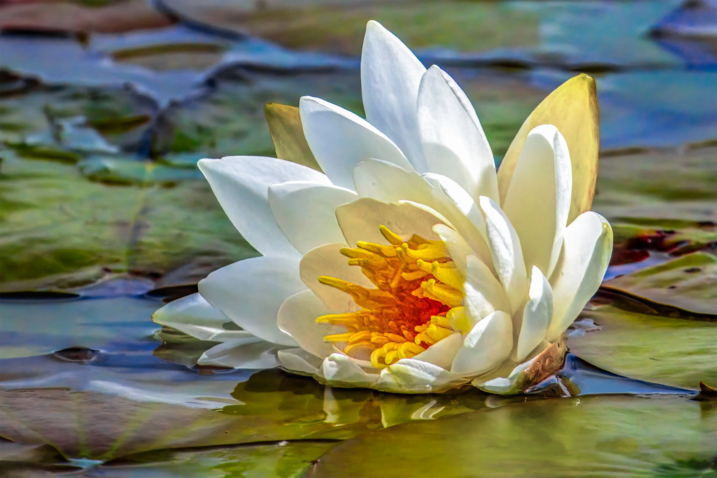 Waterlily