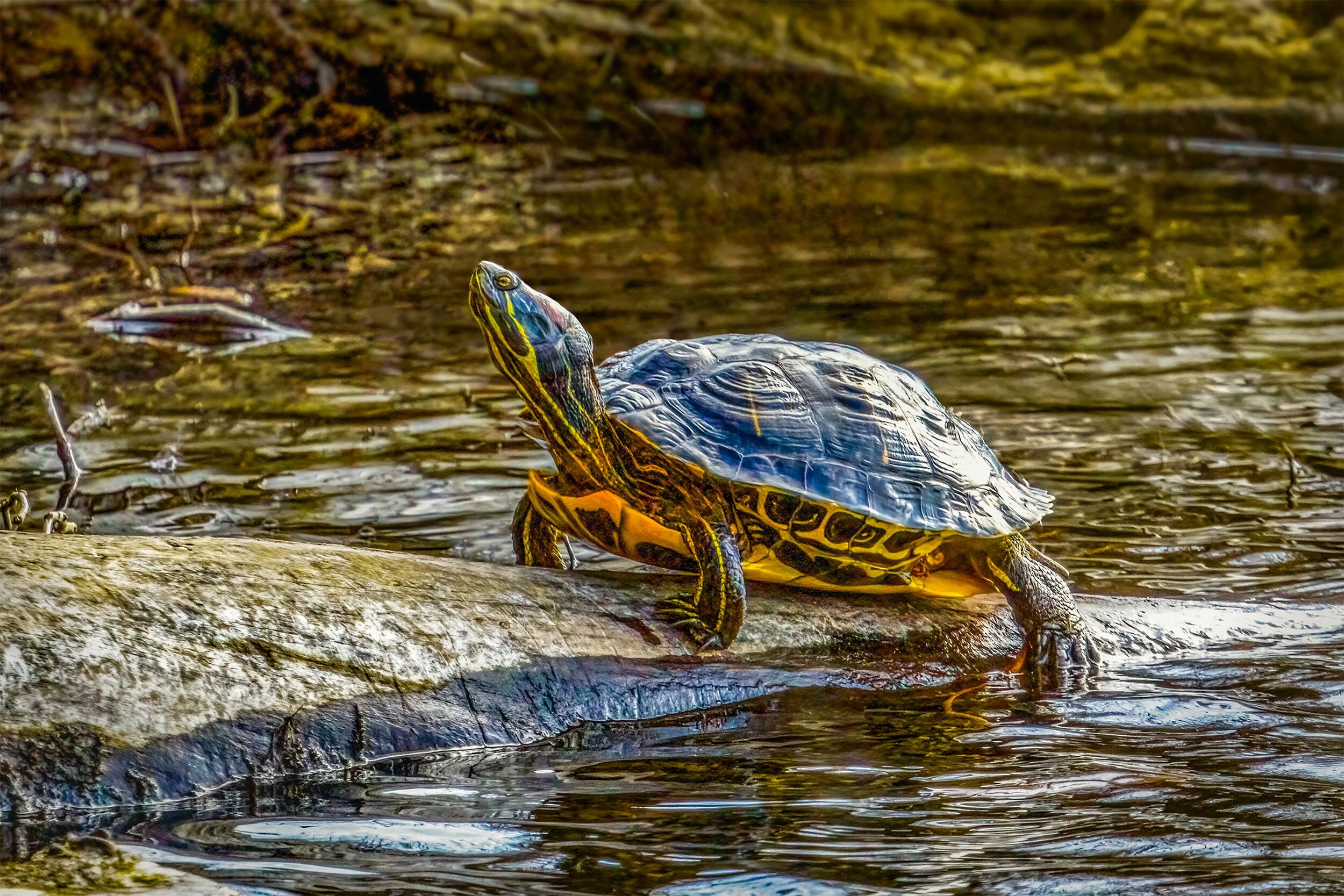 Western Painted Turtle