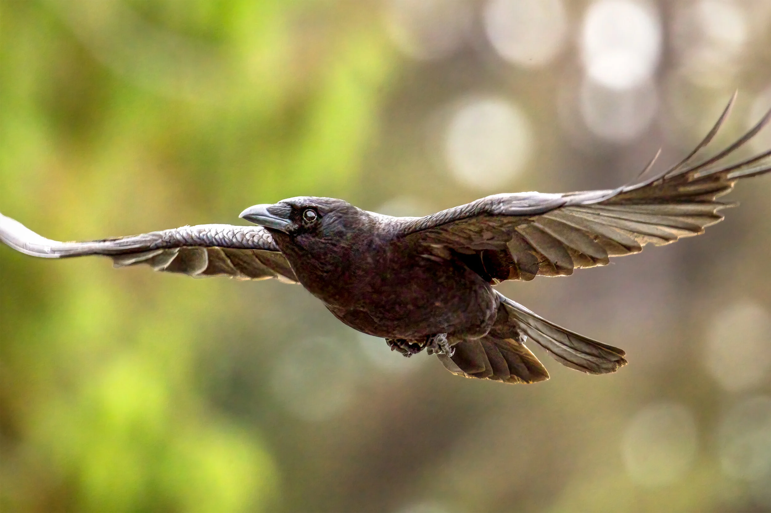 Crow In Flight