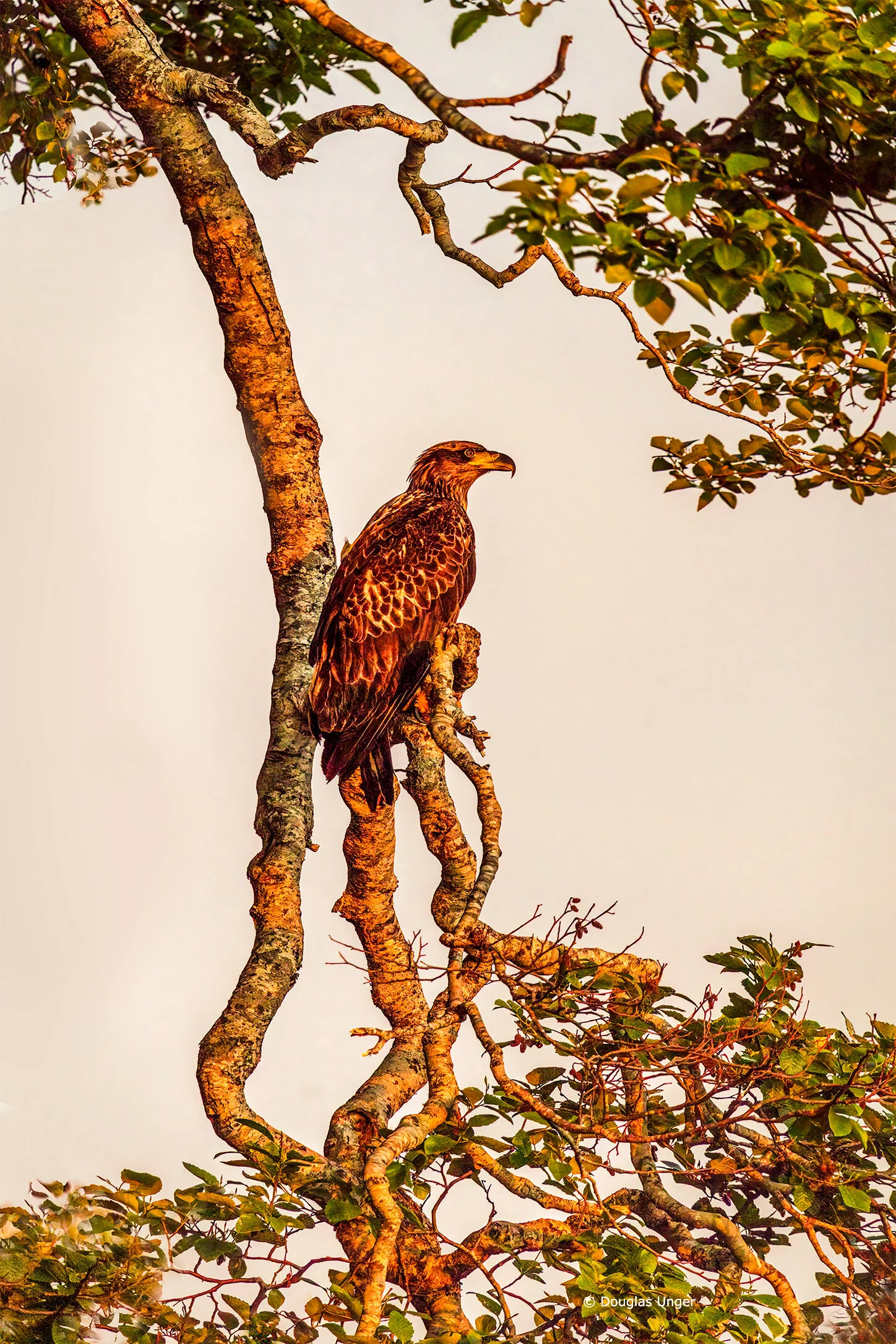 Eagle At Dusk