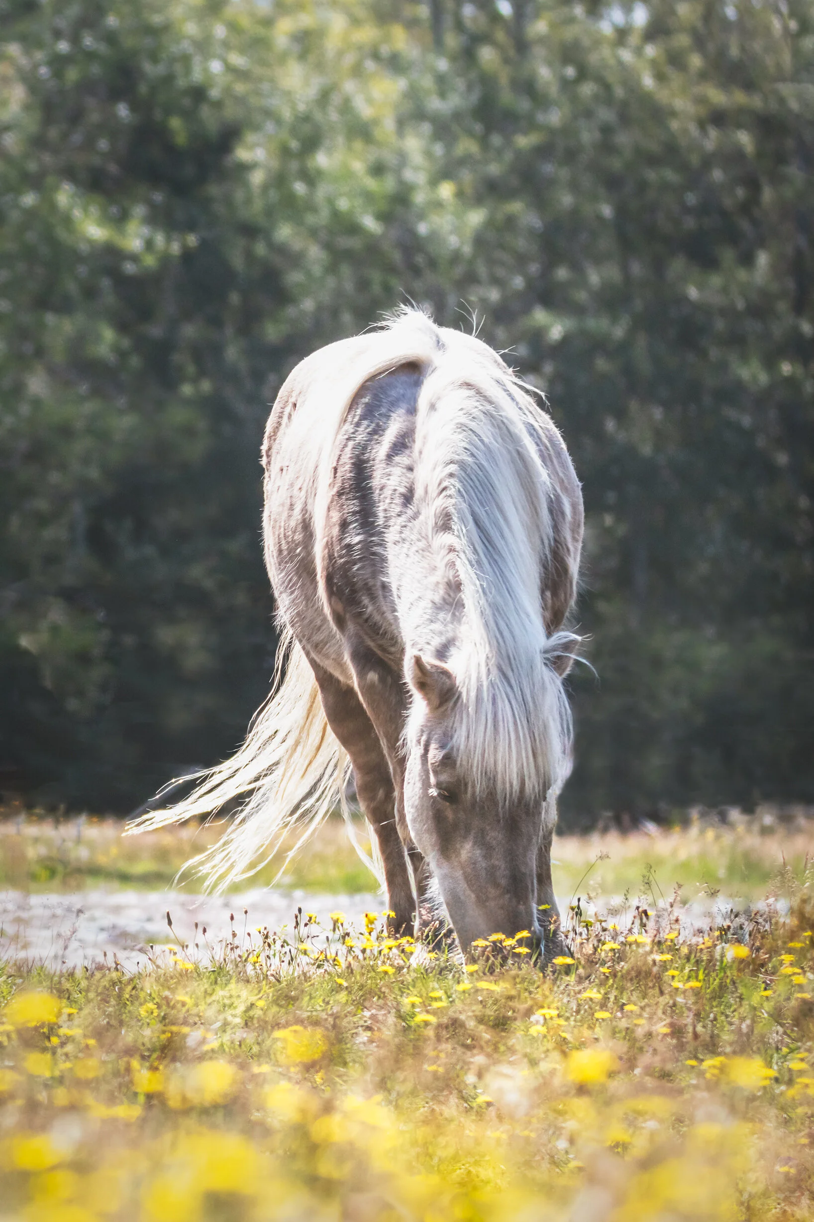 Pony Grazing