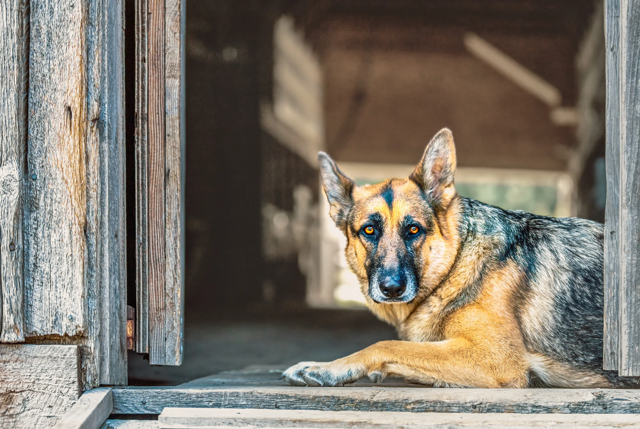Barn Guard