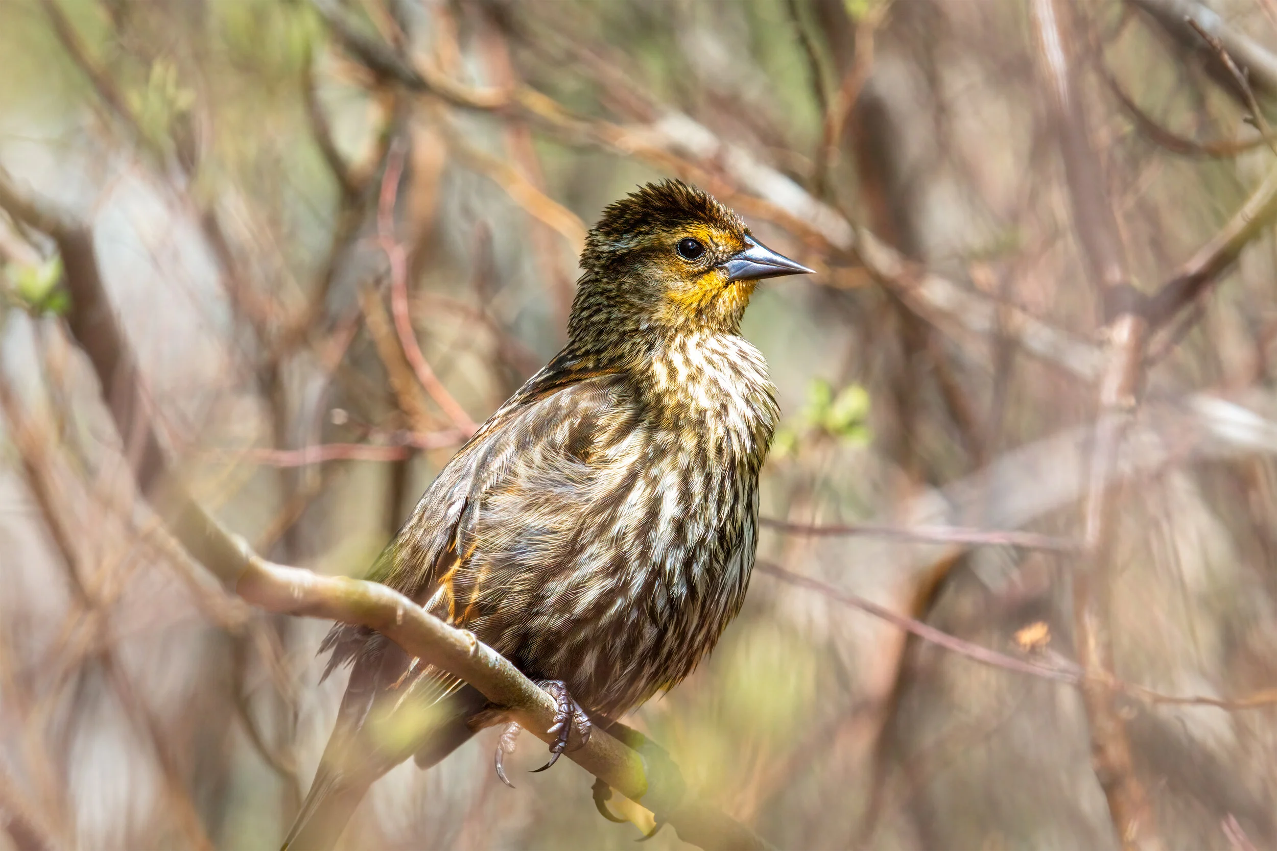 Bird On A Branch