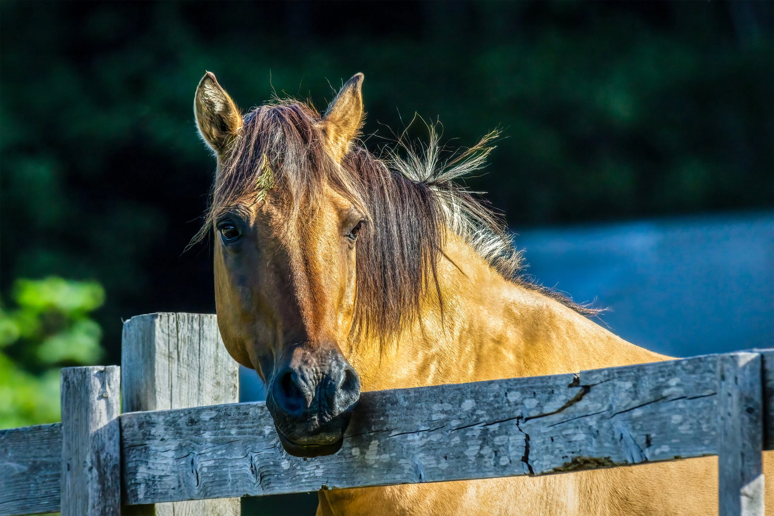 Over The Fence