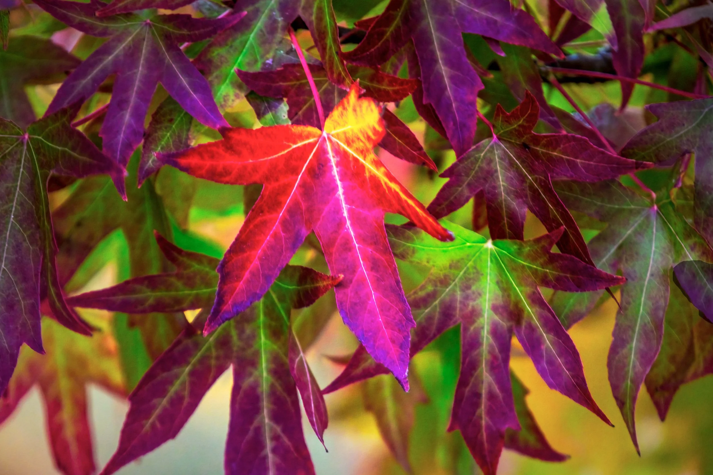 Autumn Leaves