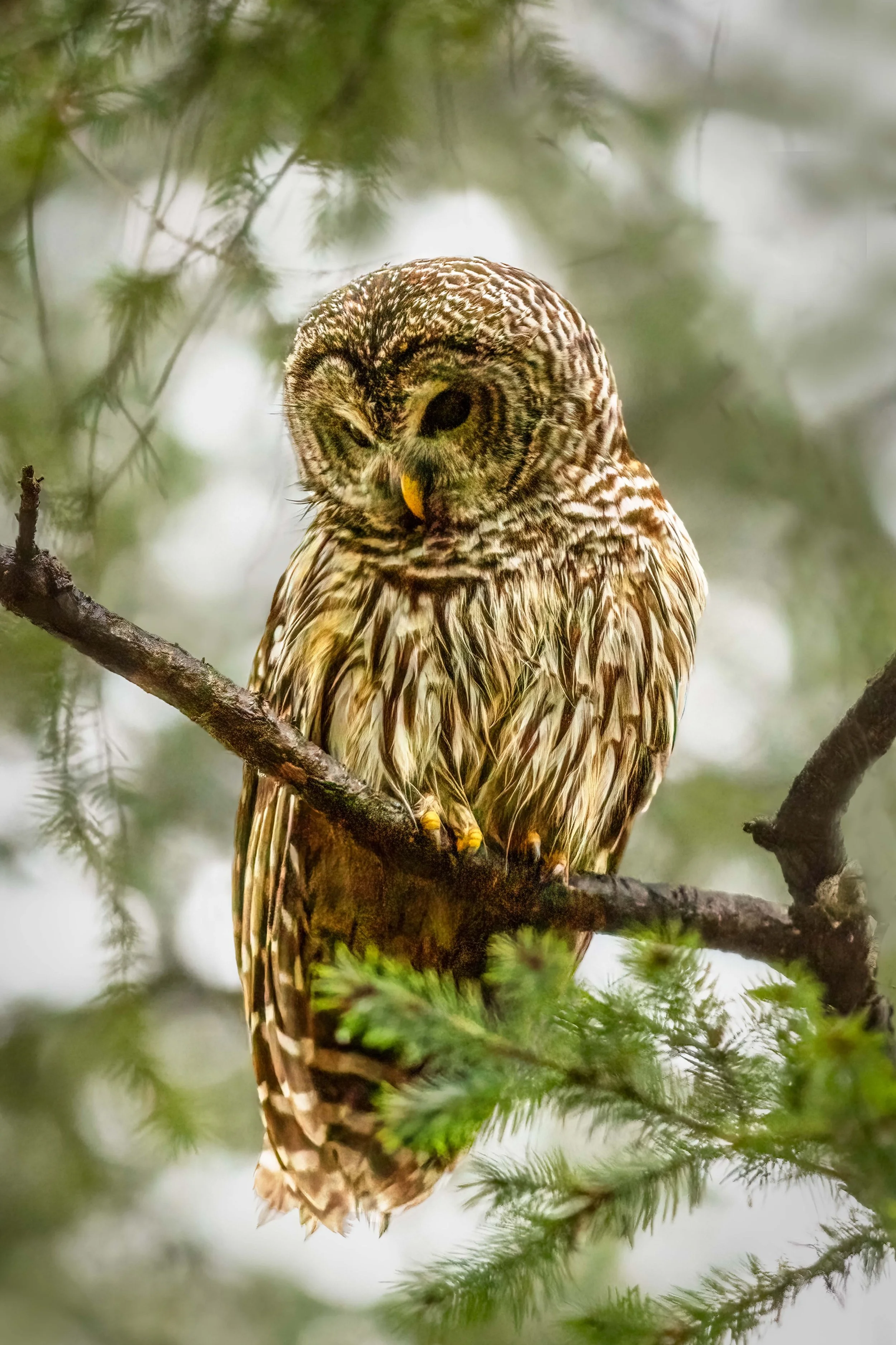 Barred Owl On A Branch