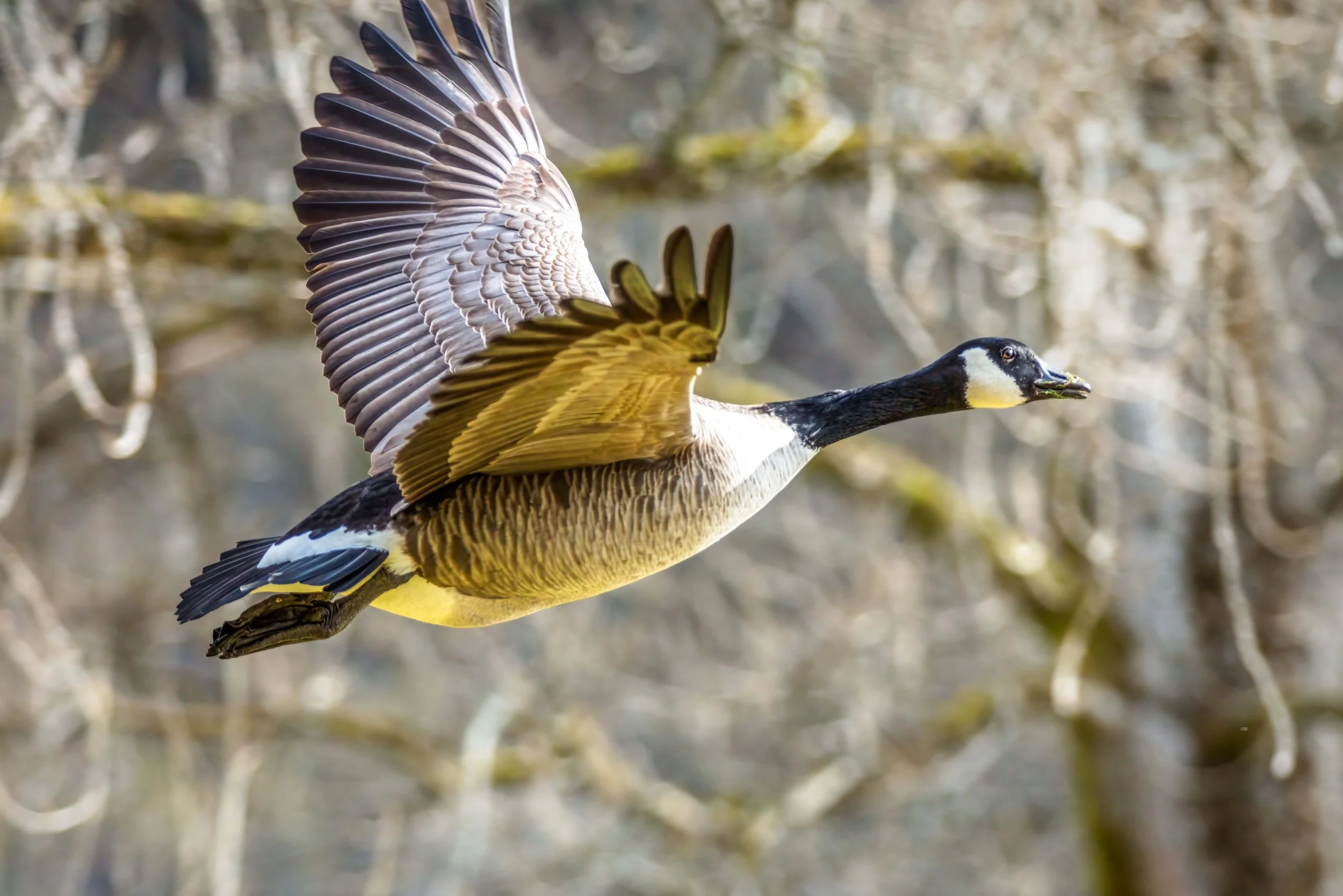 Canada Goose Flying