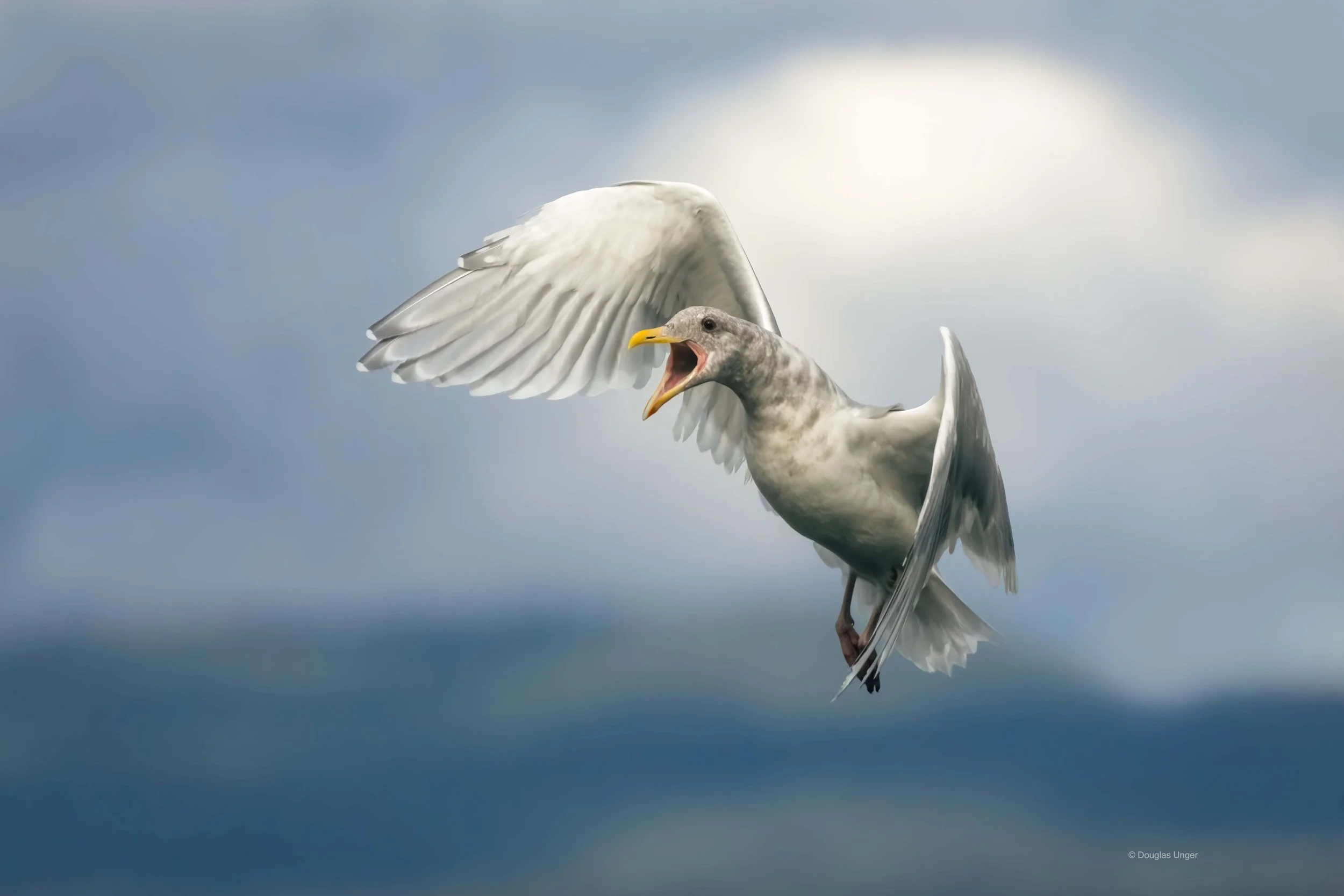 Call Of The Gull