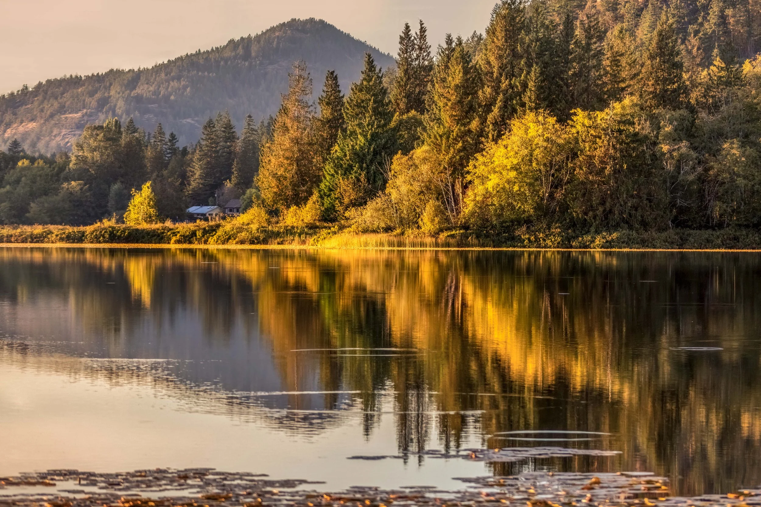 Brilliant Foliage During Sunset