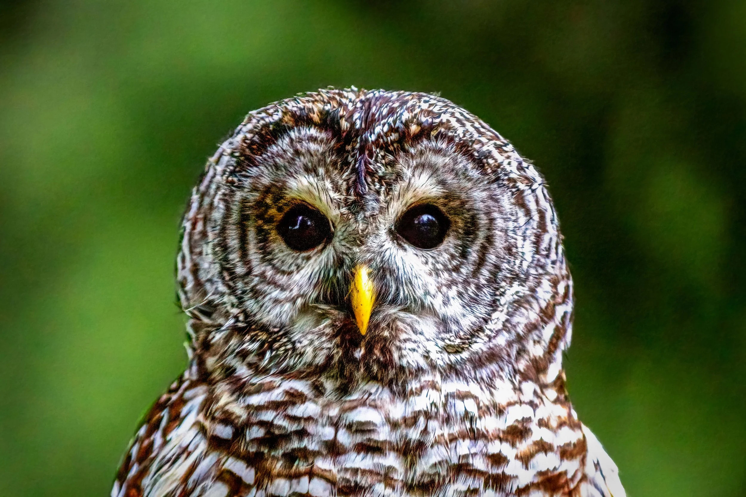 Barred Owl