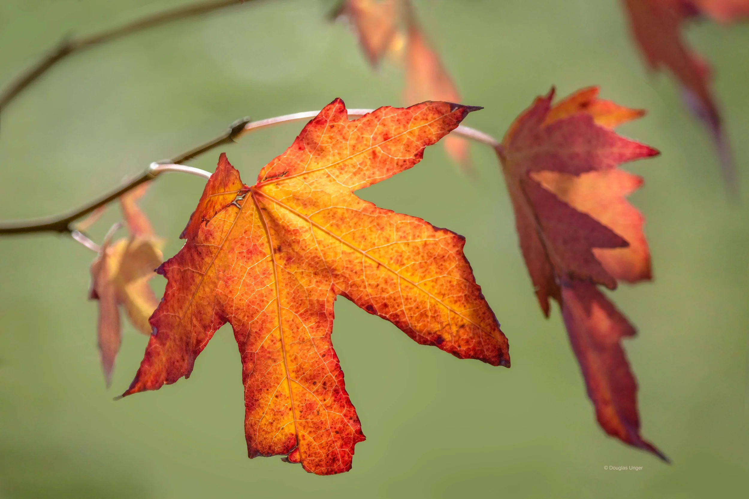 Reddish Colored Leaves