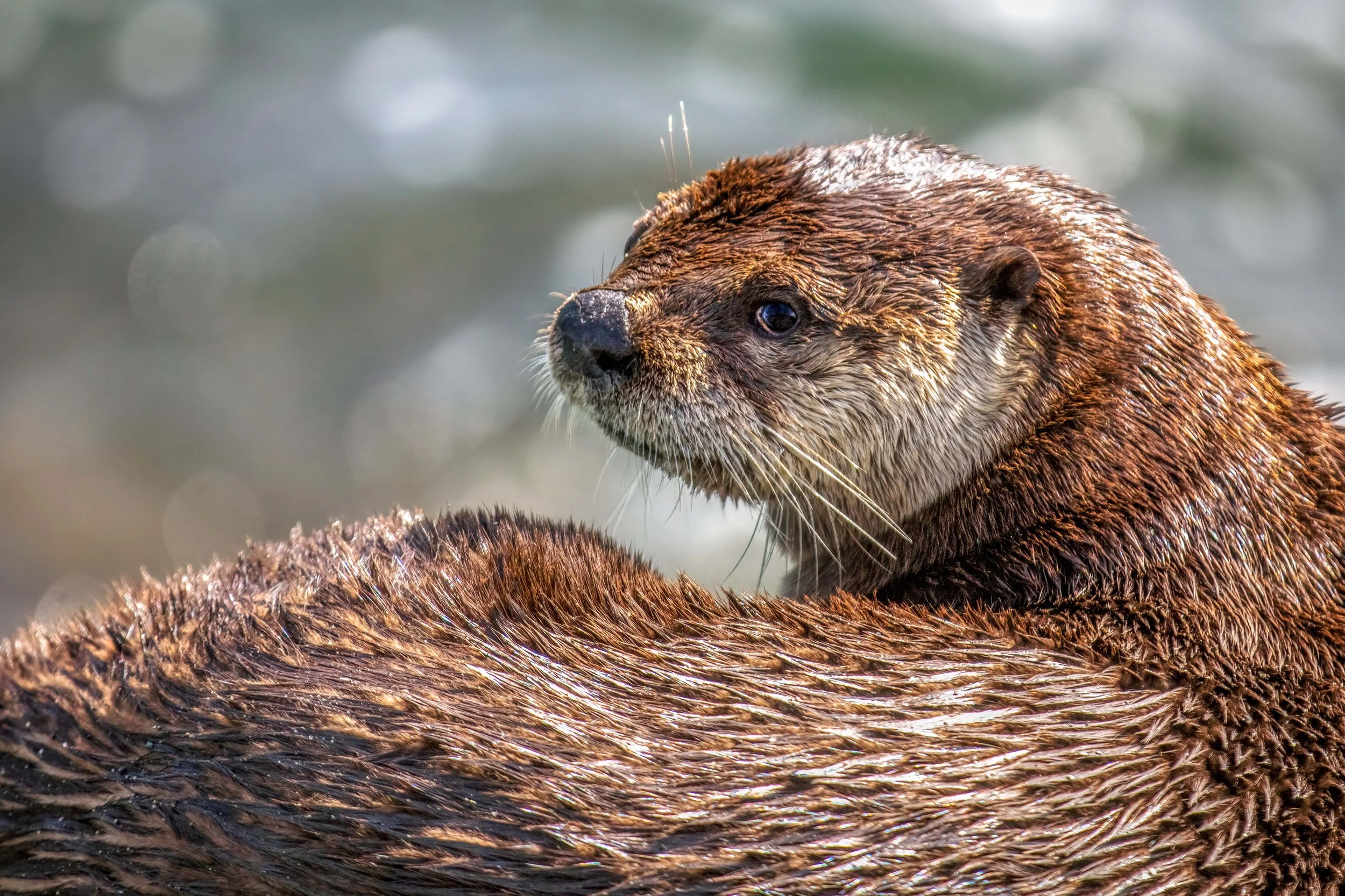 Relaxing Otter