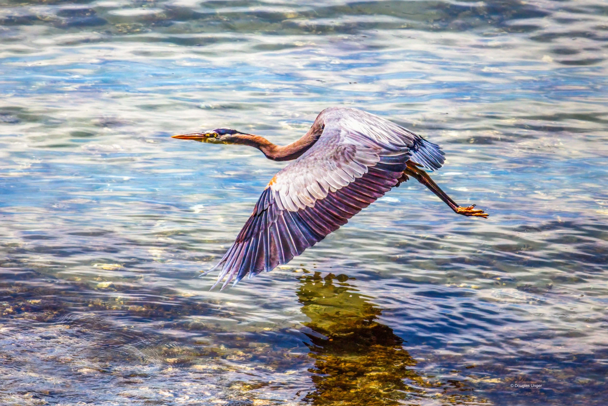 Herron Flying Along The Shore