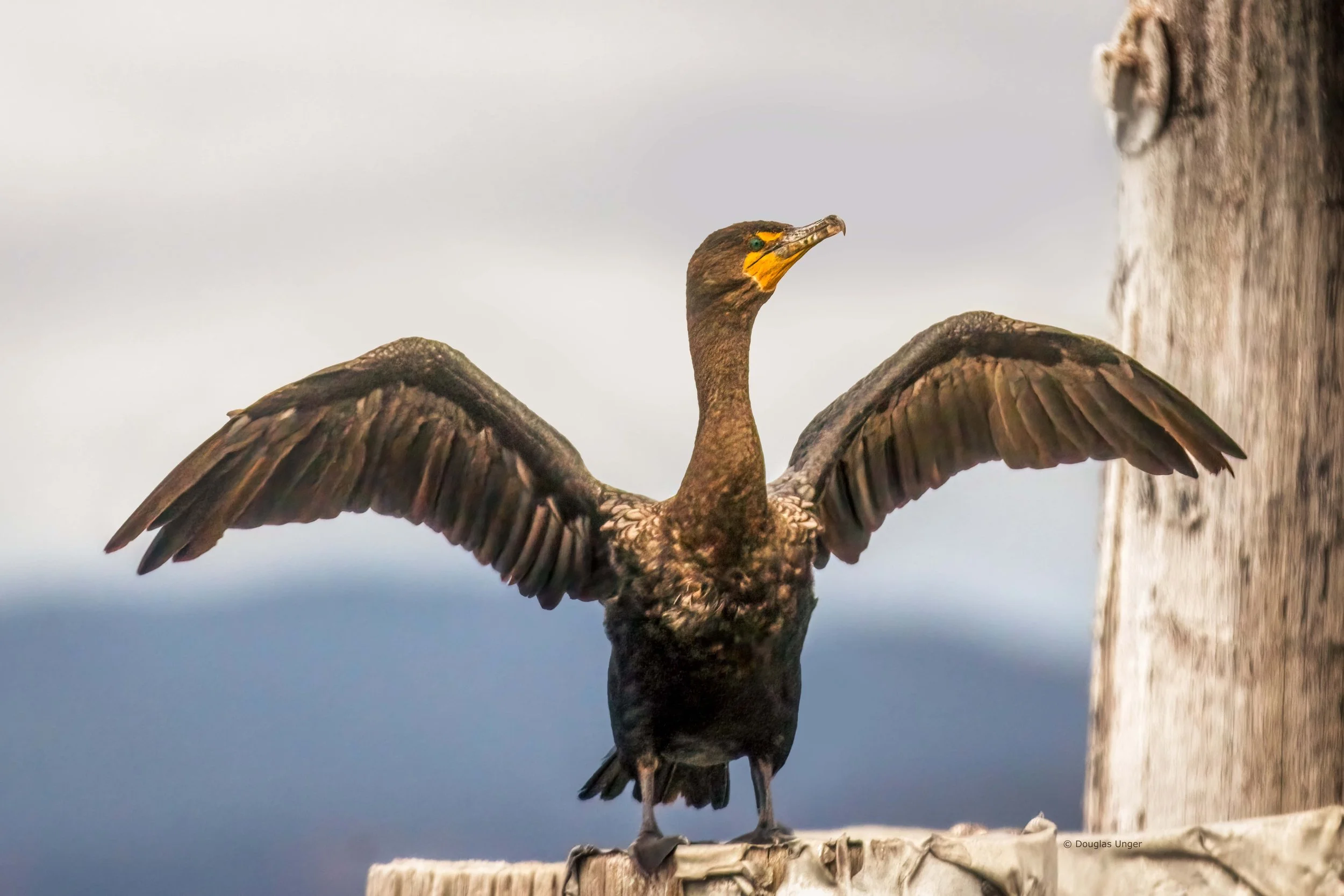 Cormorant Spreading It's Wings