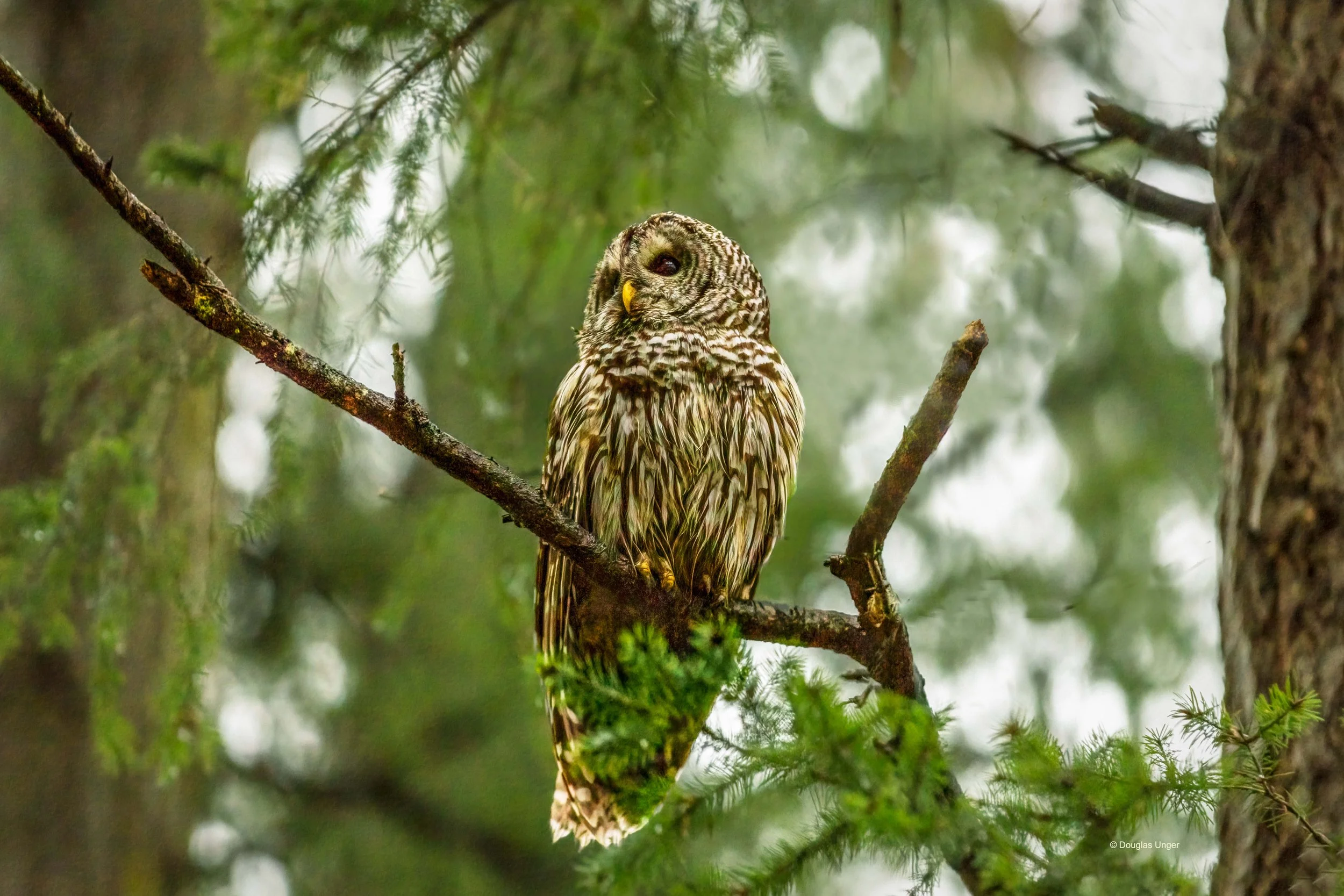 Owl On A Branch