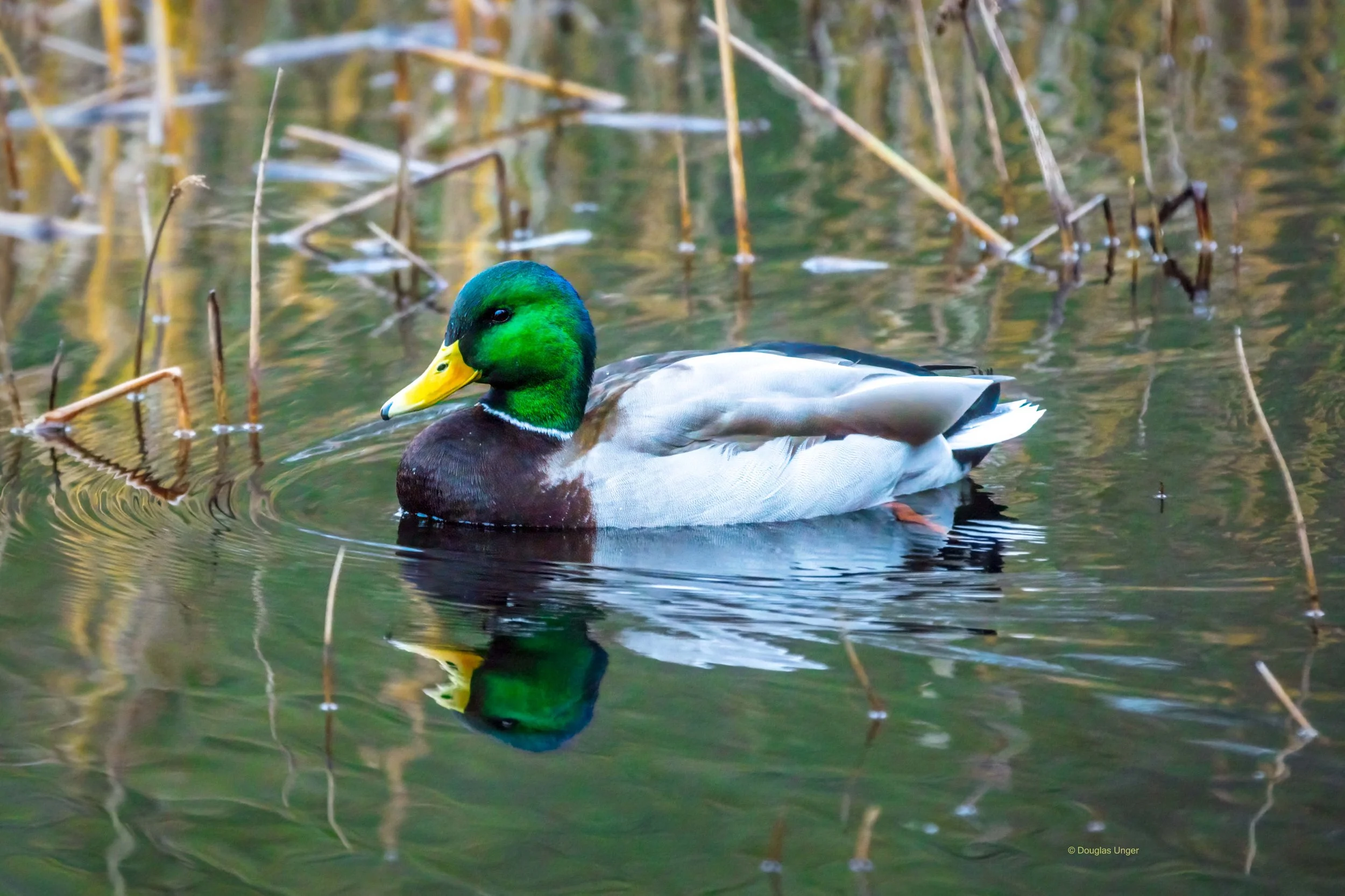 Mallard In The Reeds