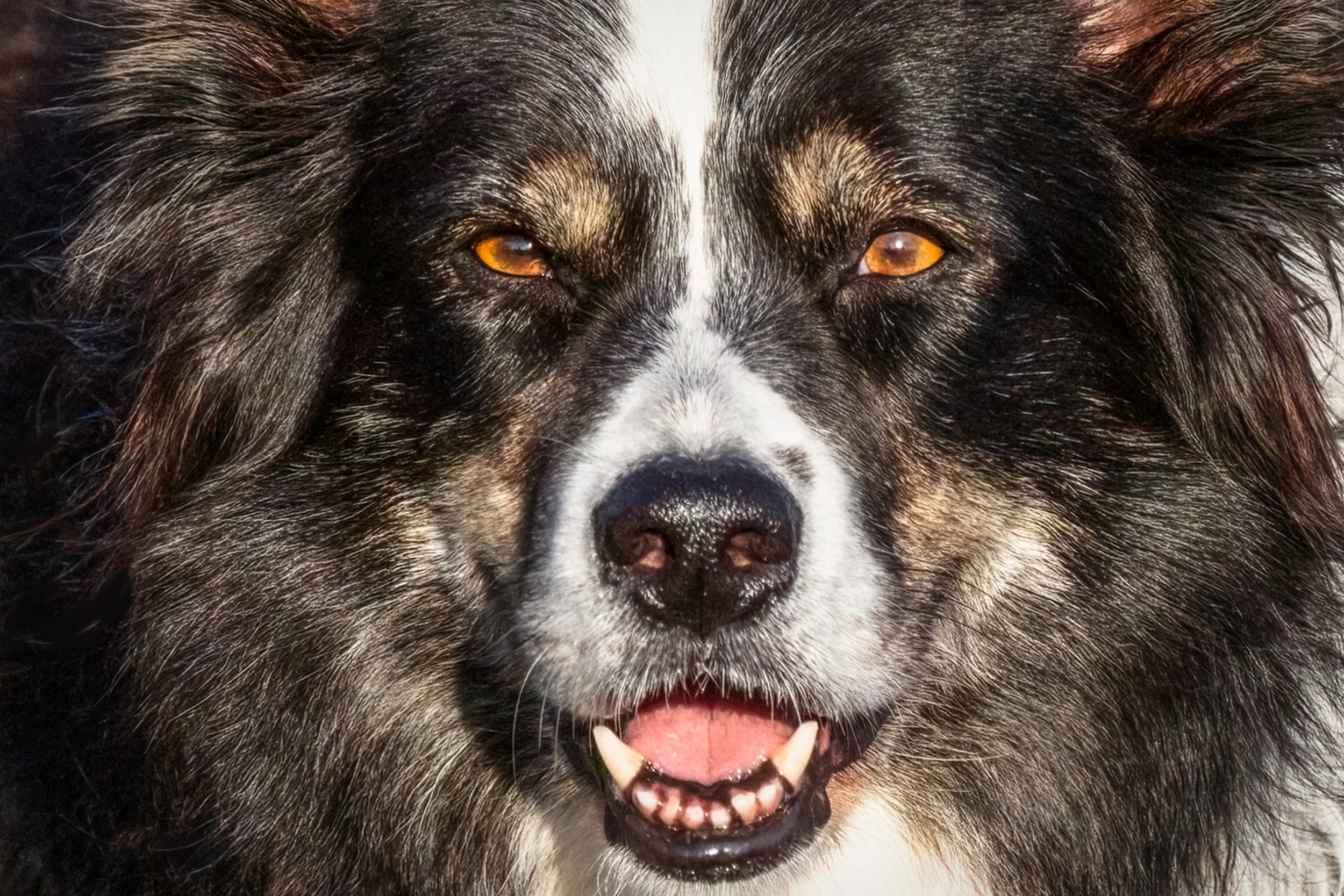 A Dog Named Meg