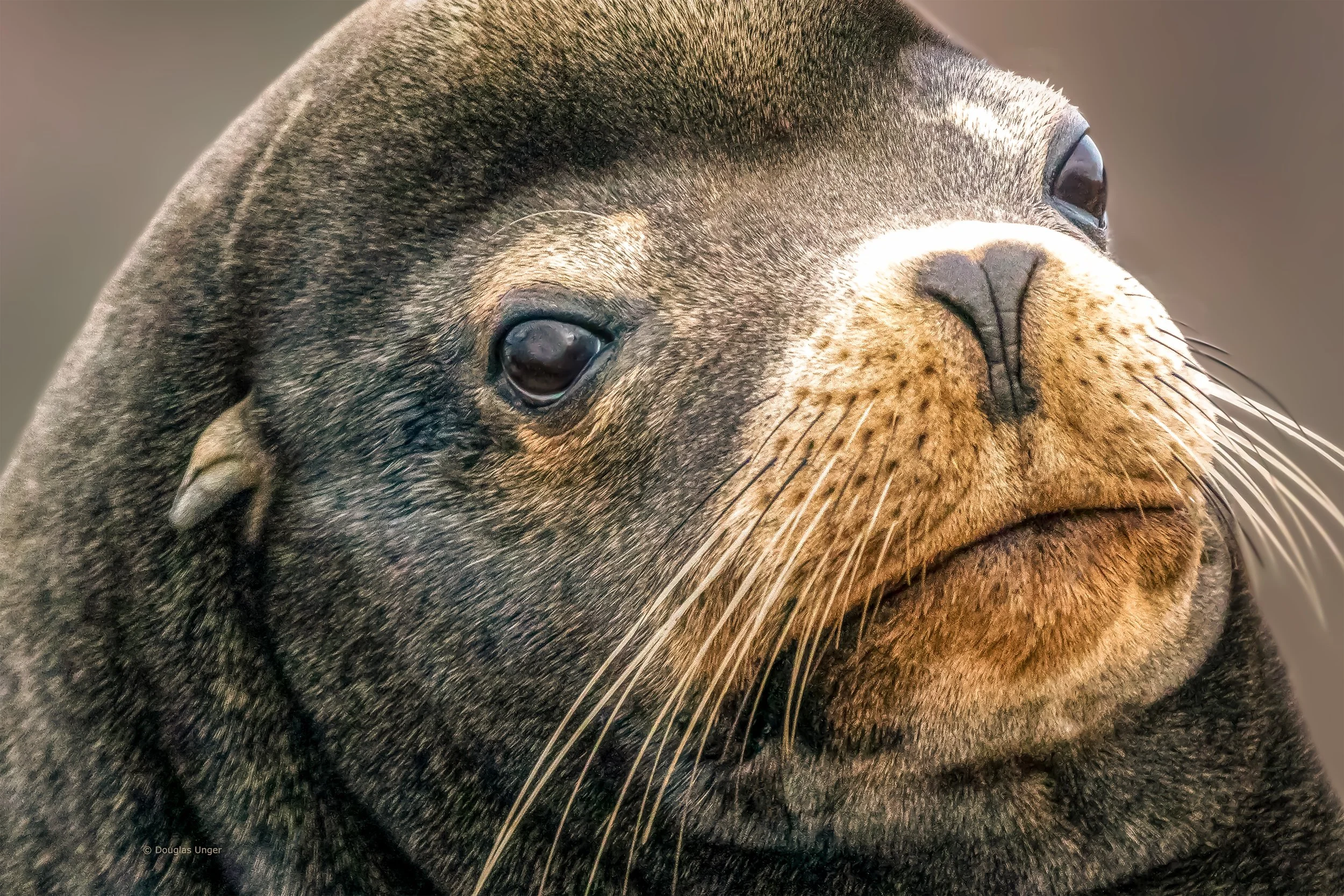 Accommodating Sea Lion