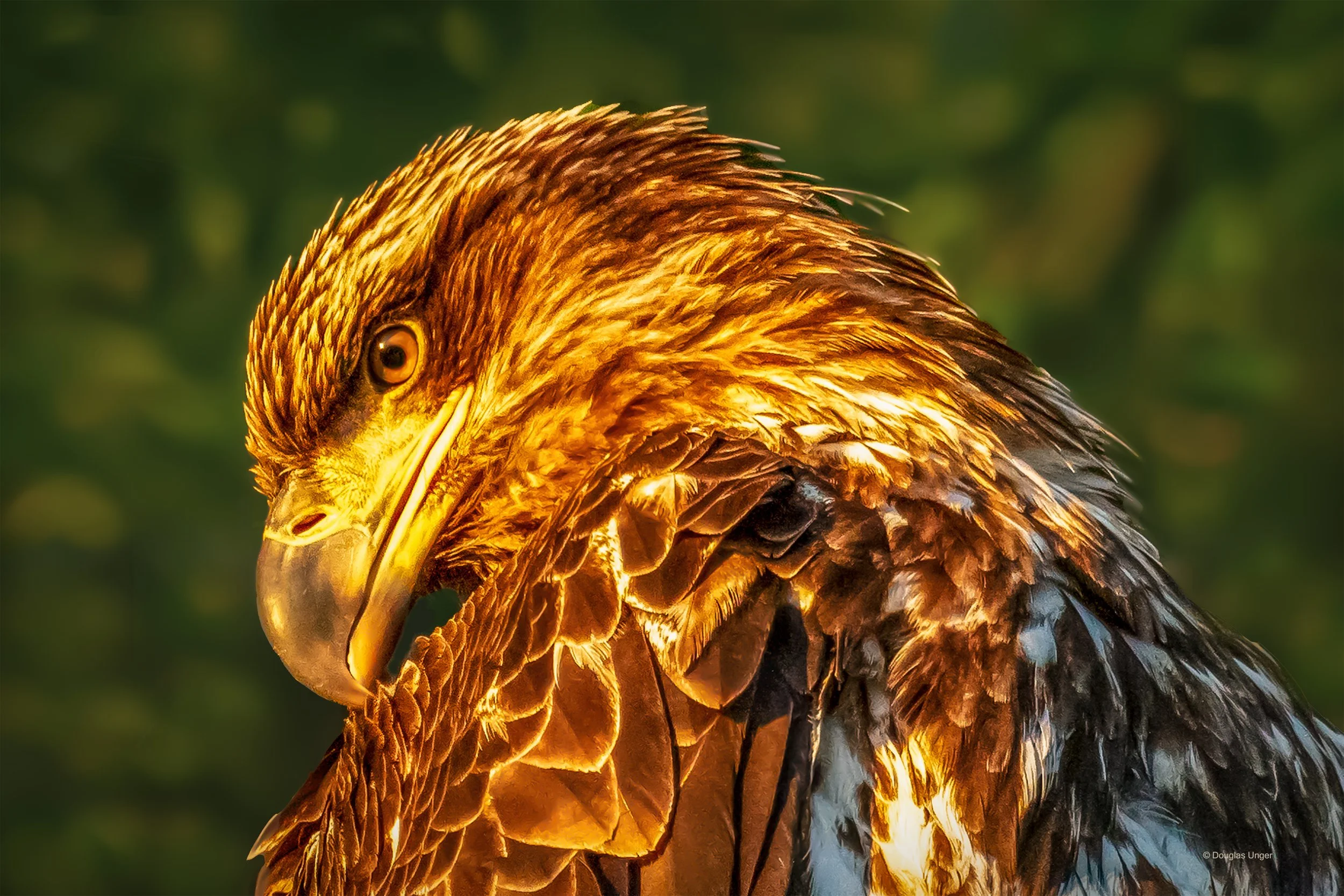 Young Eagle