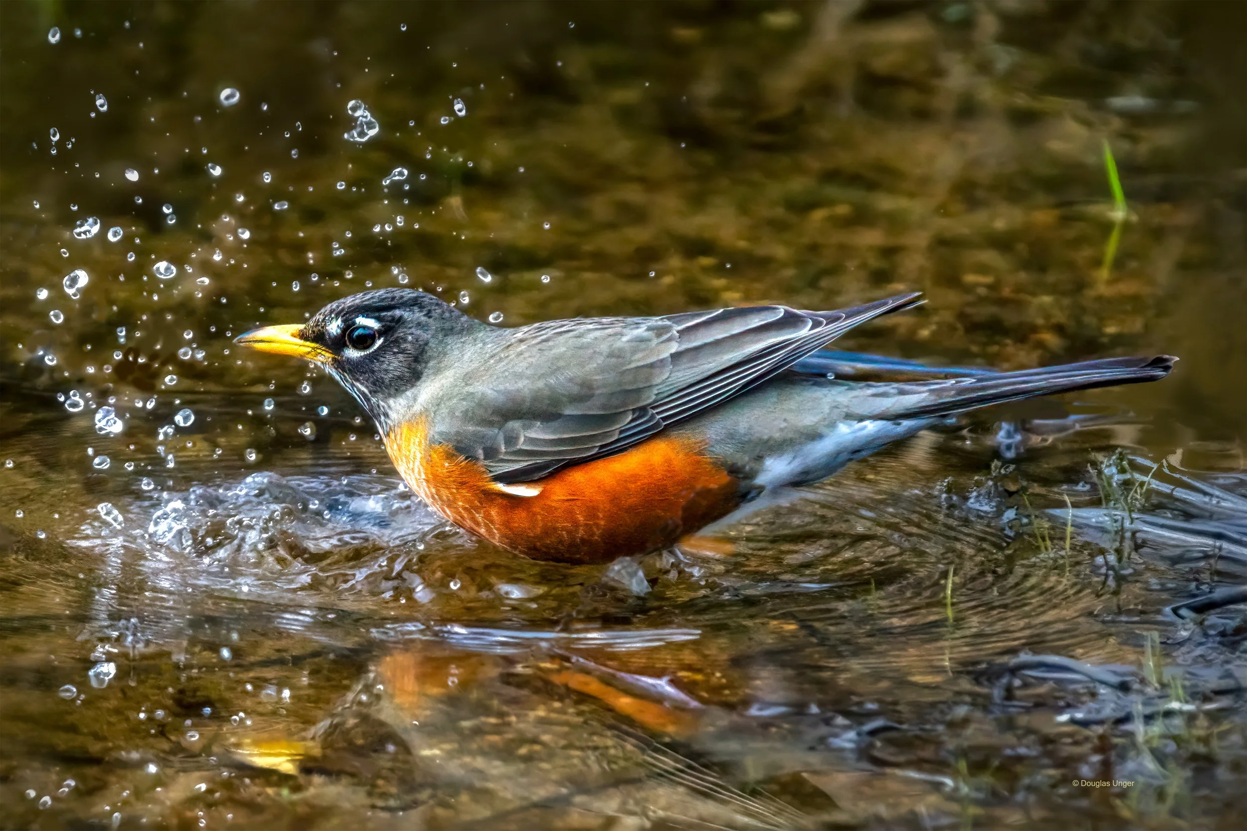 Robin Spashing