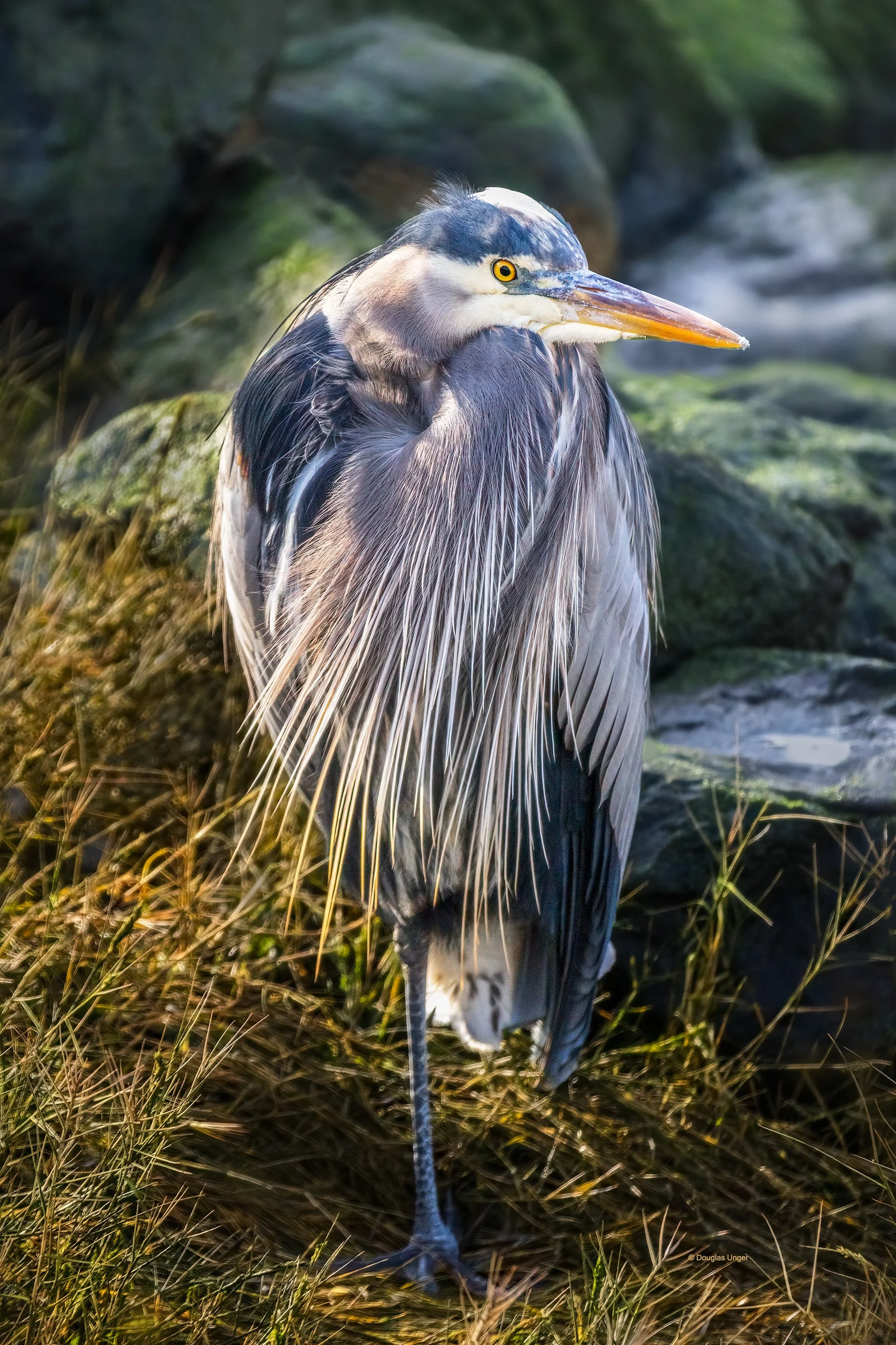 Heron Amidst Rocks