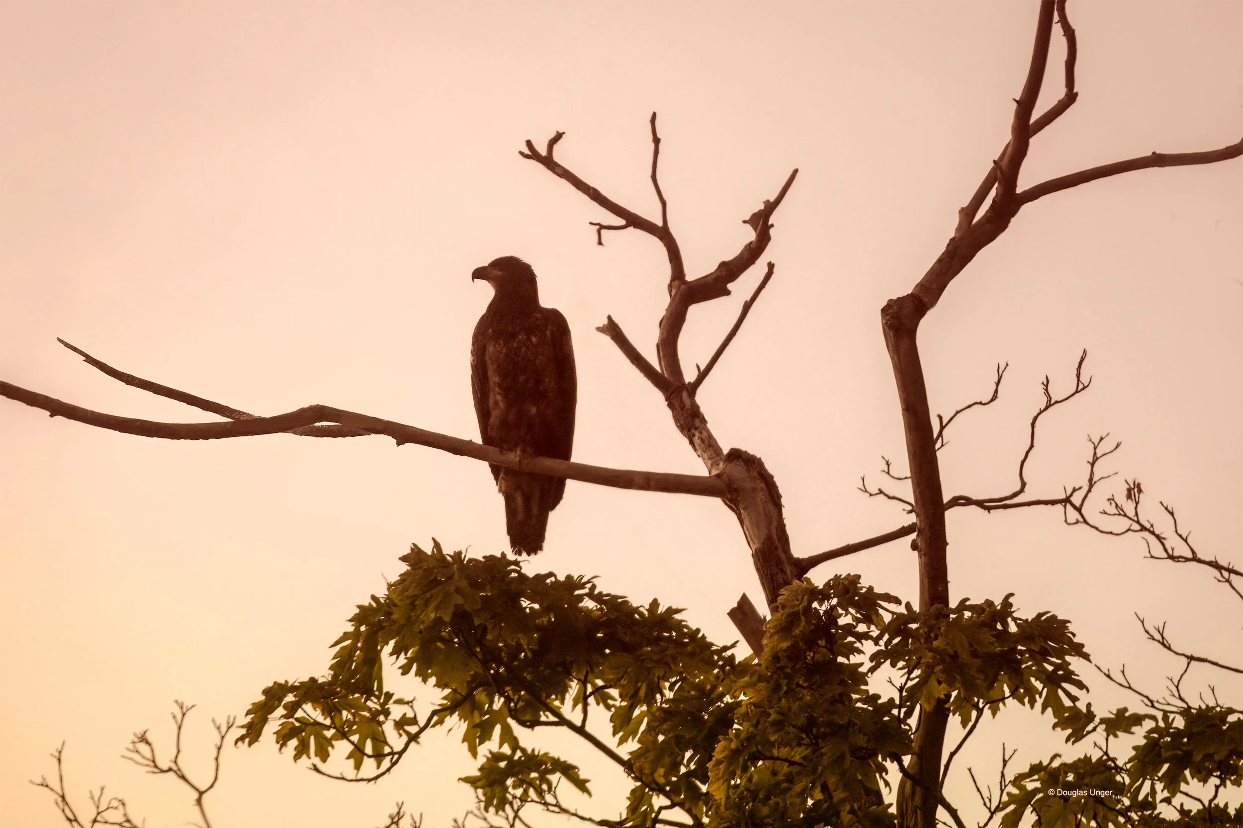 Eagle In A Tree At Dusk