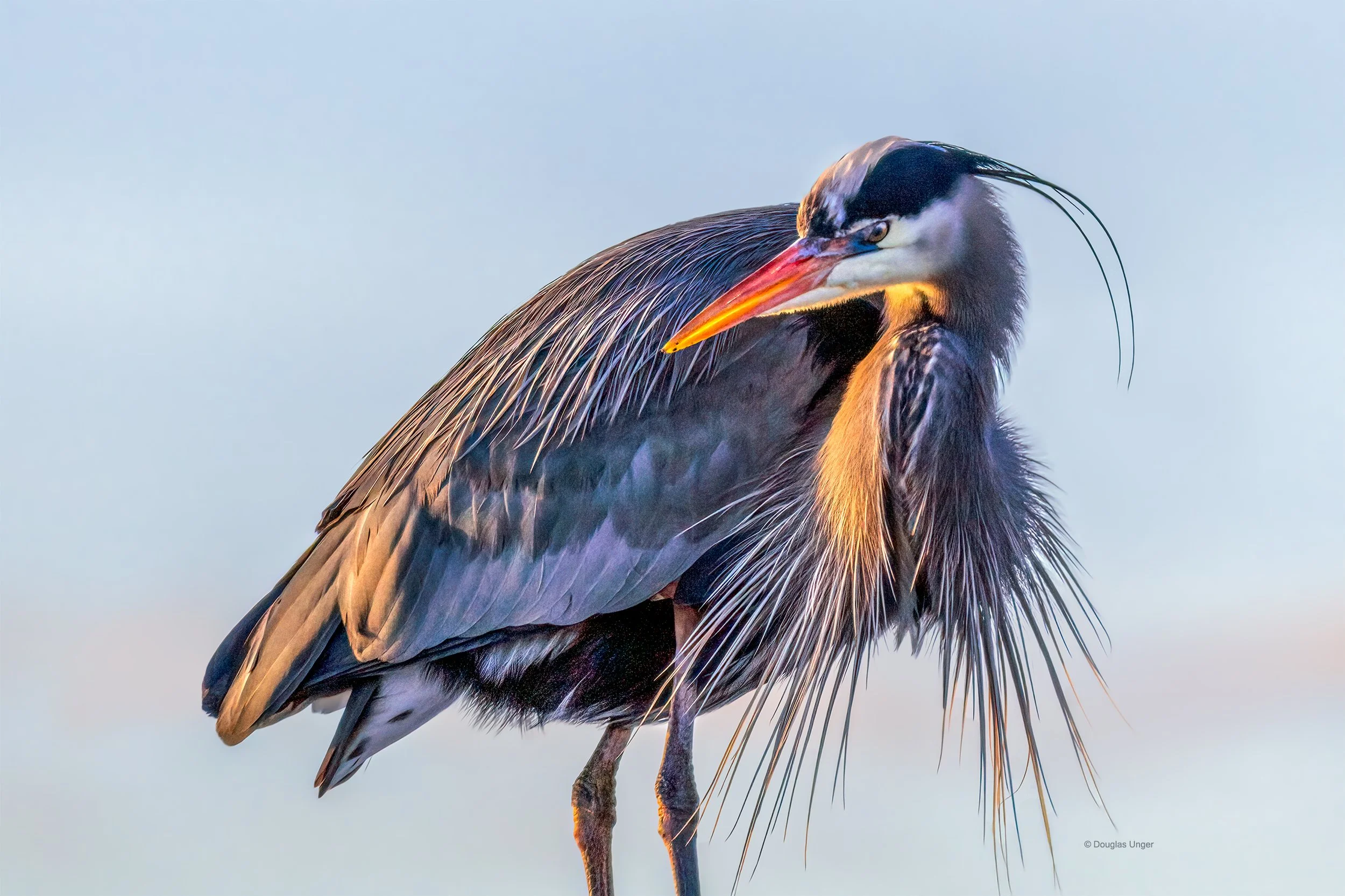 Plumage
