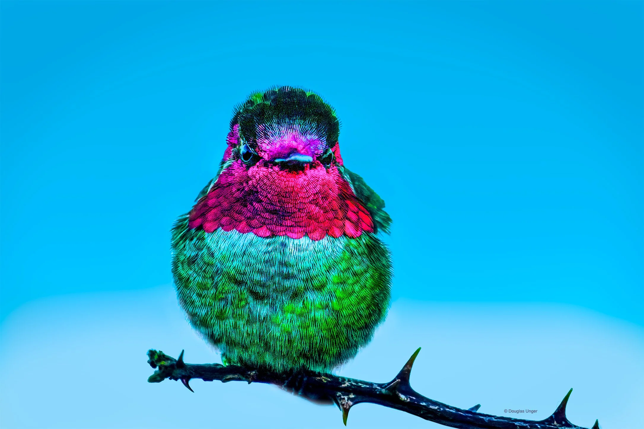 Hummingbird On A Thorny Branch
