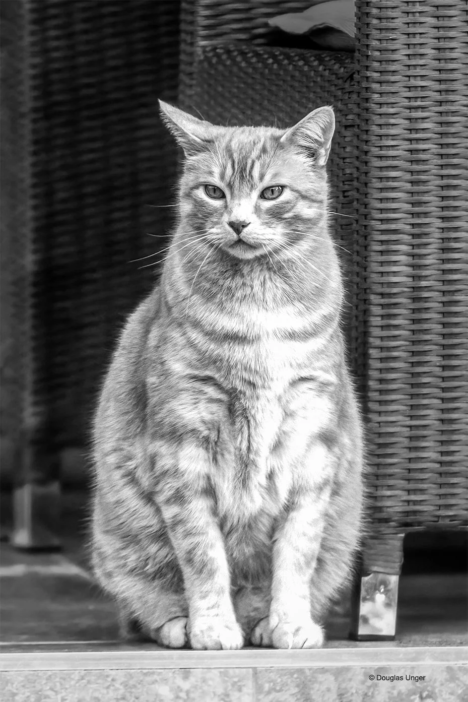 Content Cat