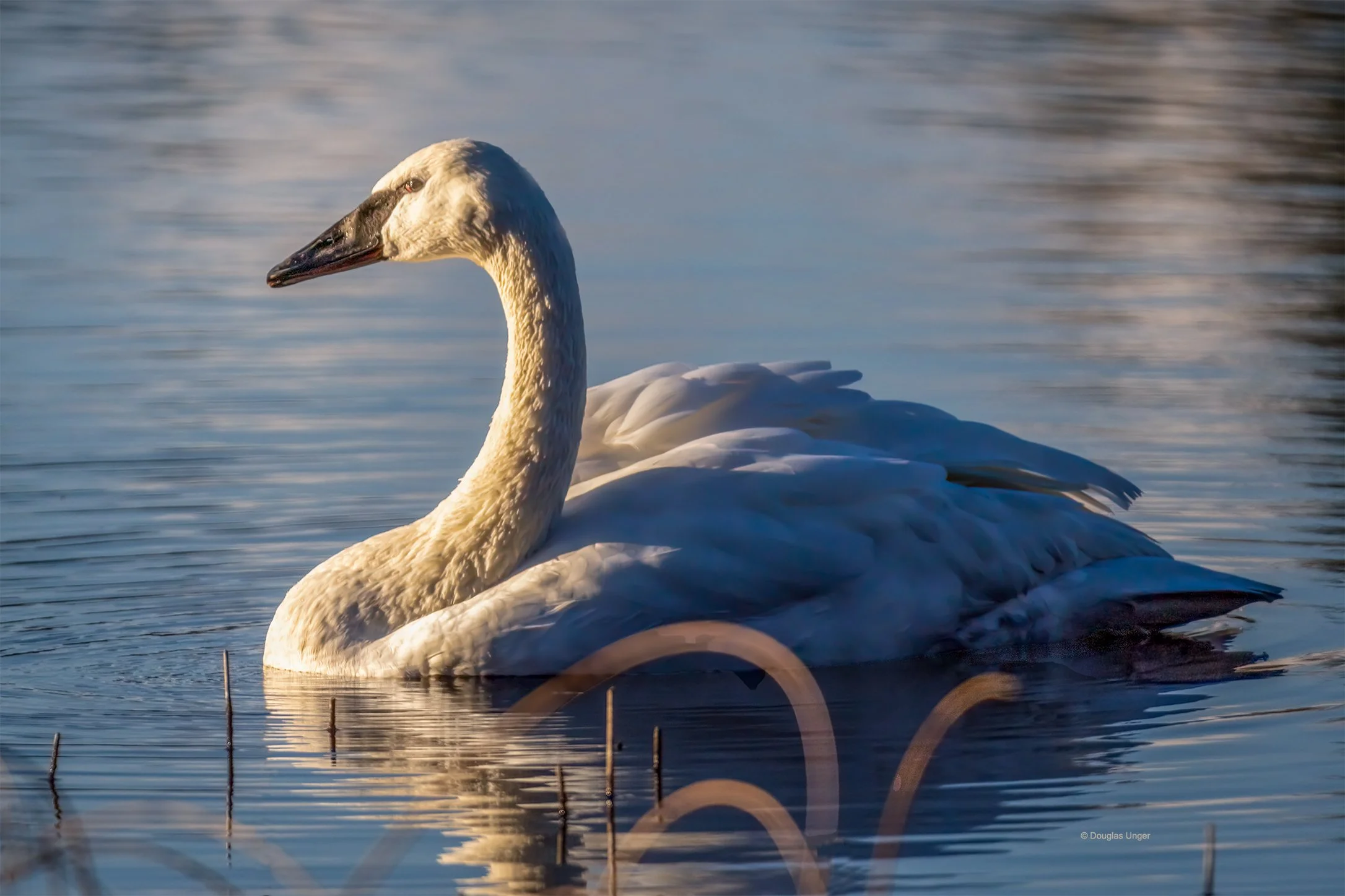Morning Light And Swan