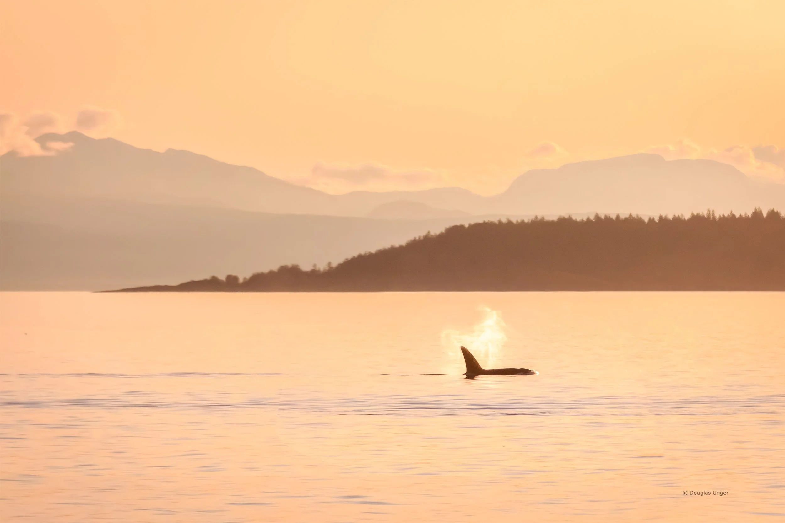 Orca At Sundown