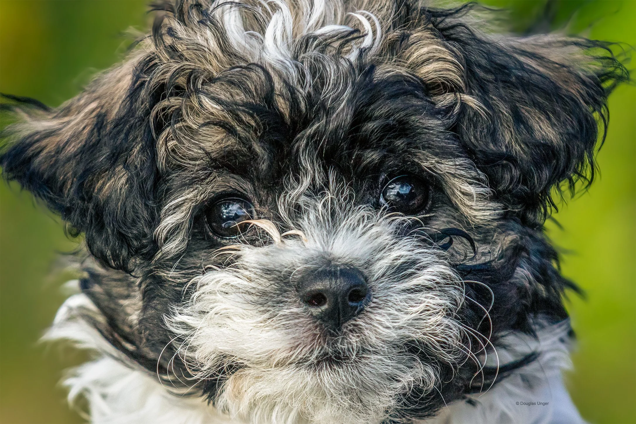 Baby Dog