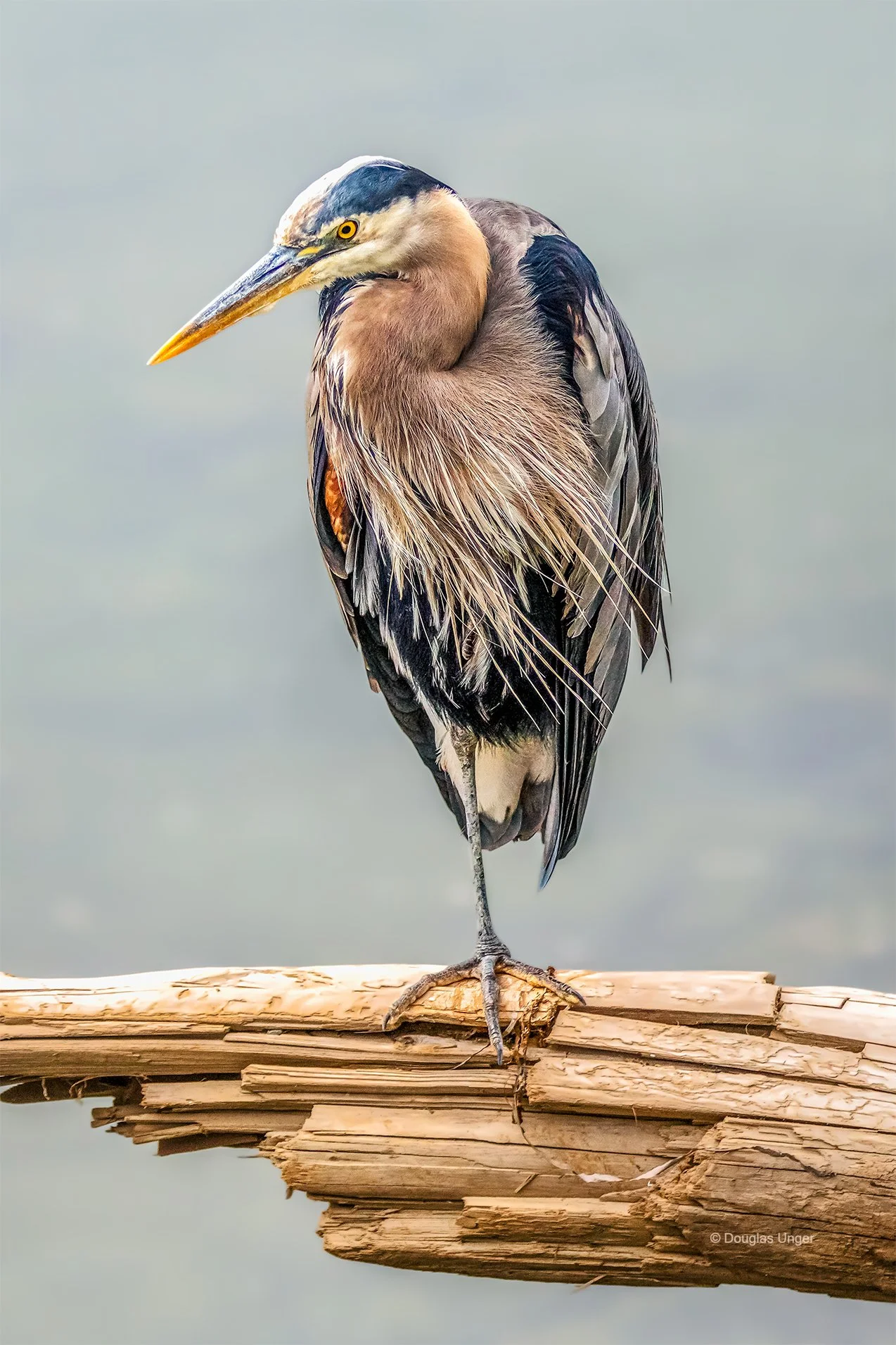 Heron On A Log