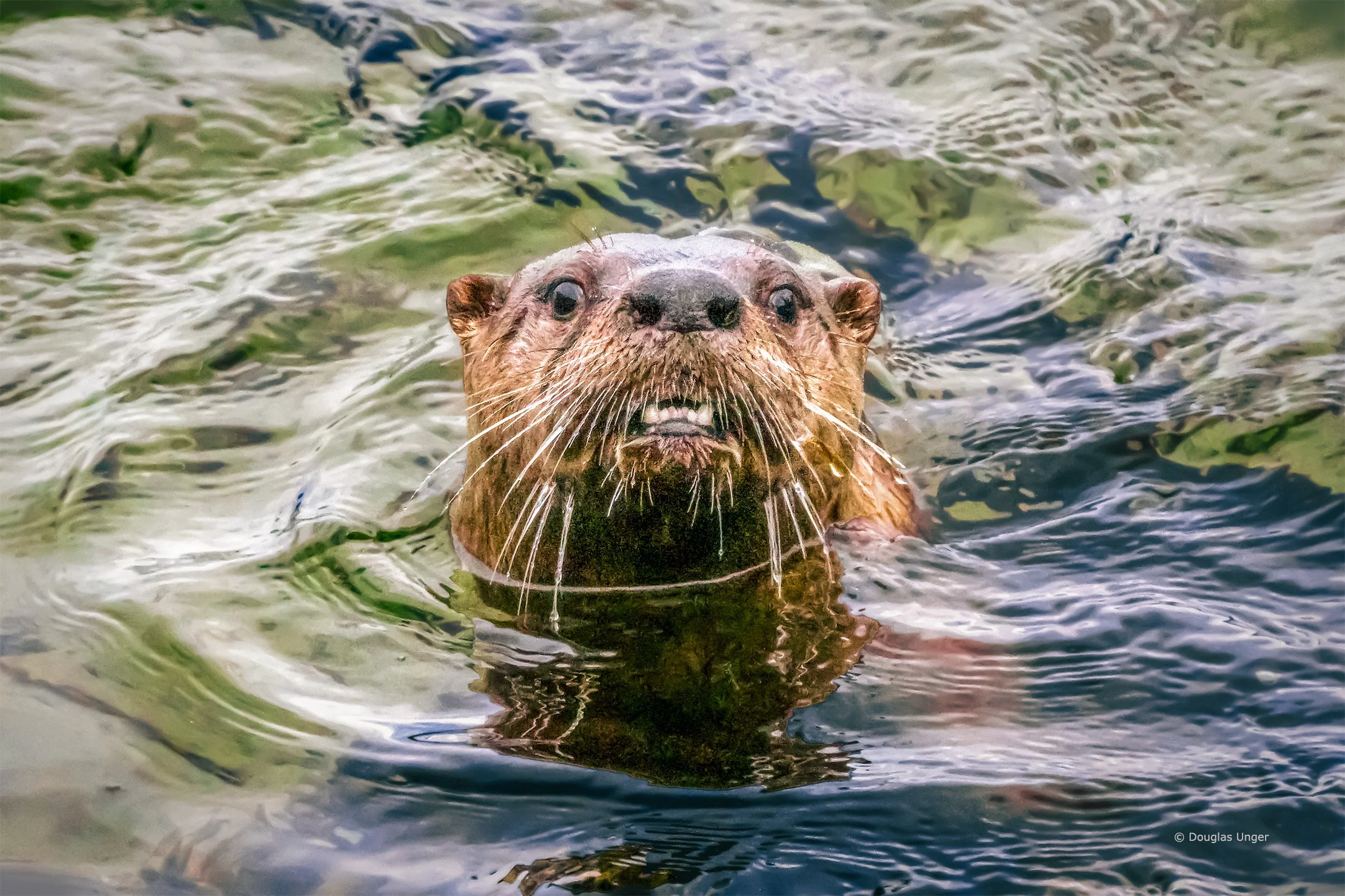 Otter In The Water