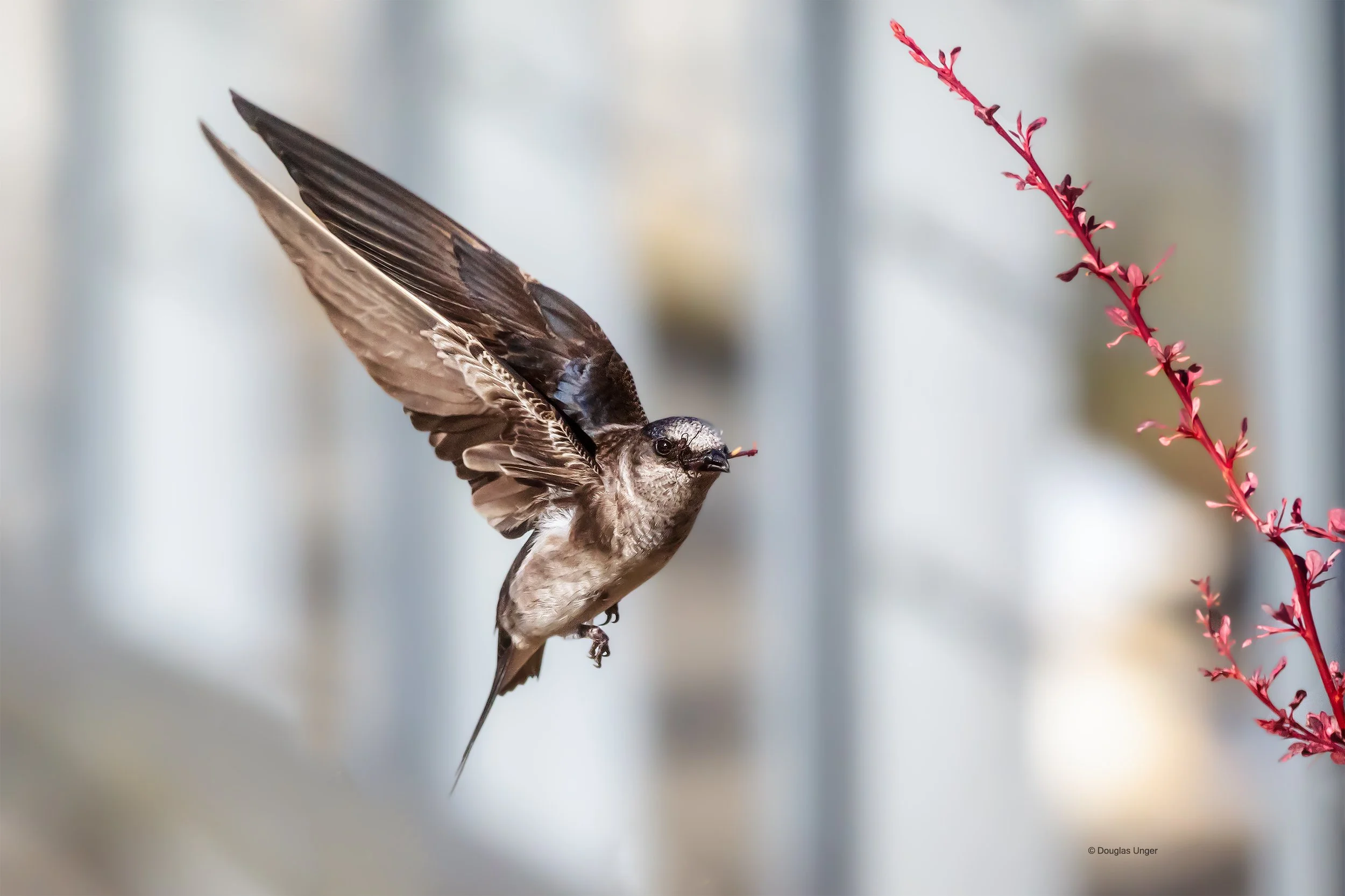 Purple Martin Gathering Sticks