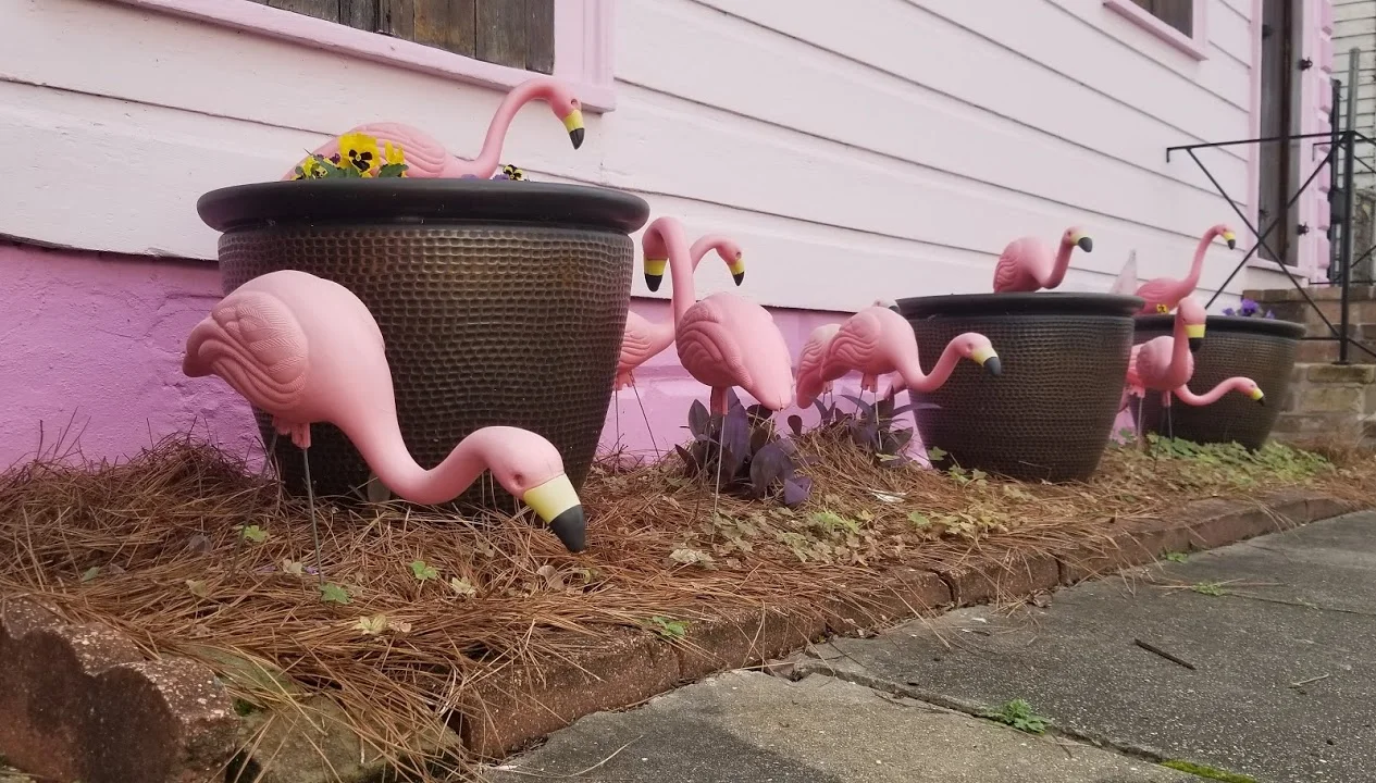 migrating flamingos of treme