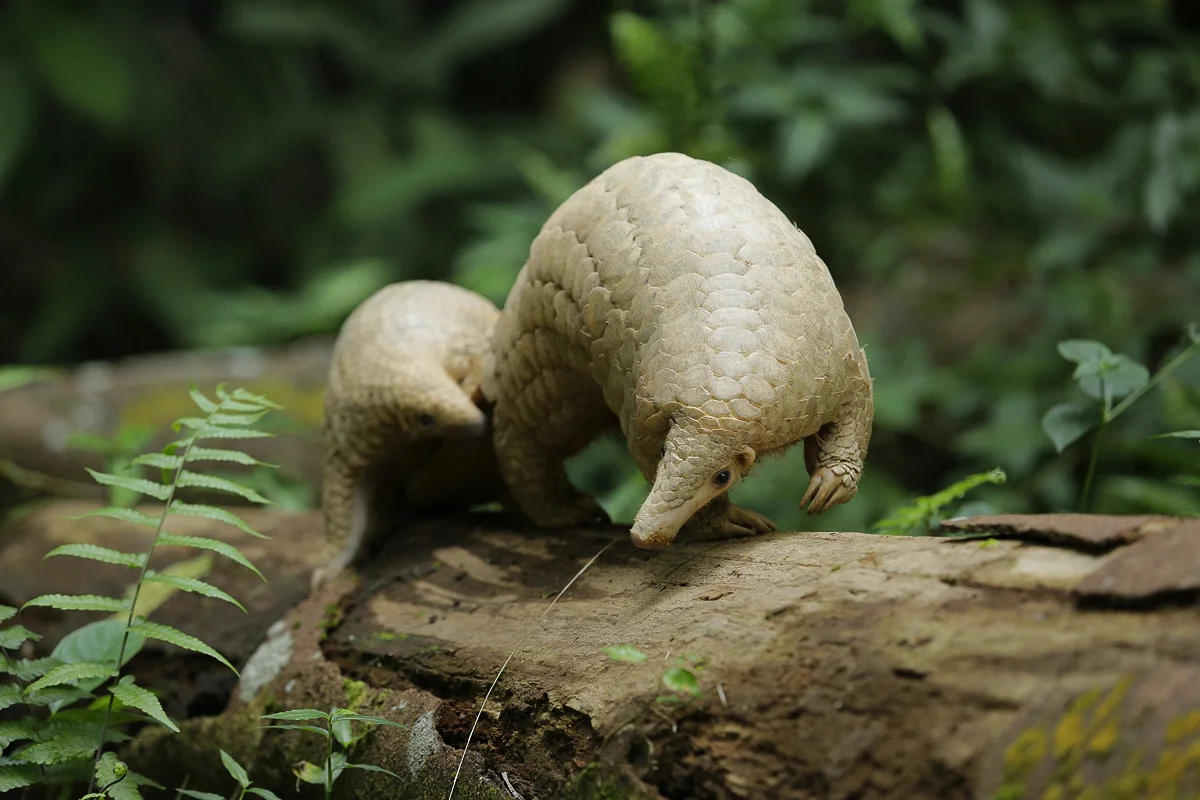Save Pangolins The spca rescues many animals each year. save pangolins