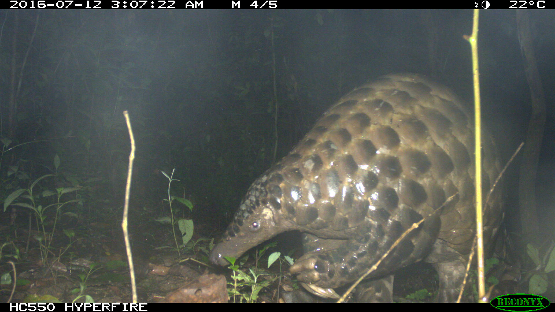 Giant pangolin